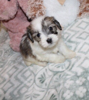 Cozy Gorgeous little F havanese image 9