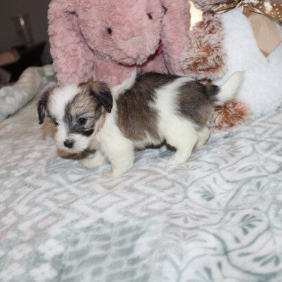 Cozy Gorgeous little F havanese image 8