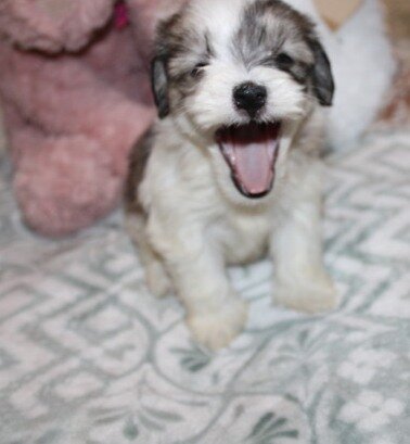 Cozy Gorgeous little F havanese image 7