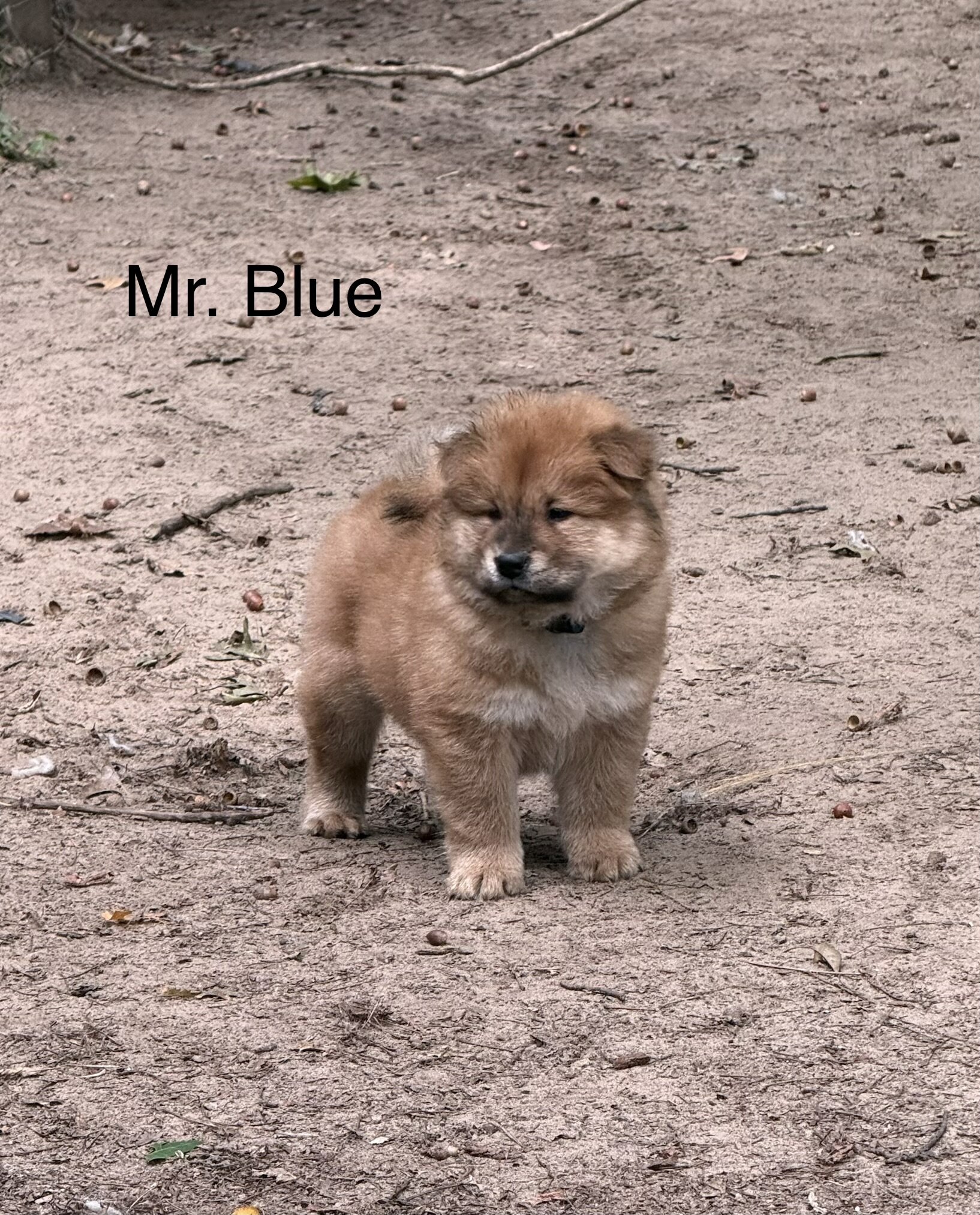 Chow Chow image 3