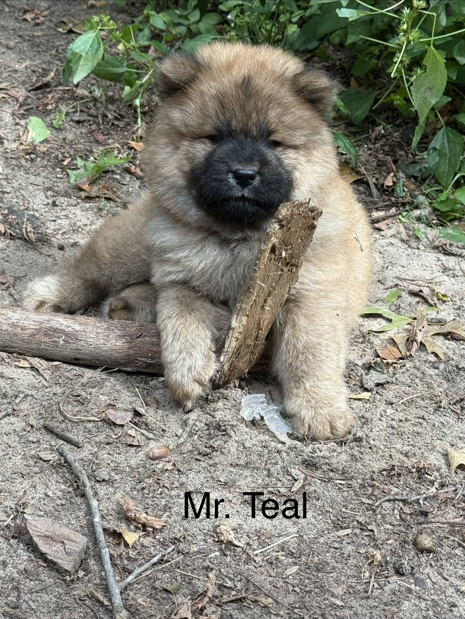 Chow Chow image 5