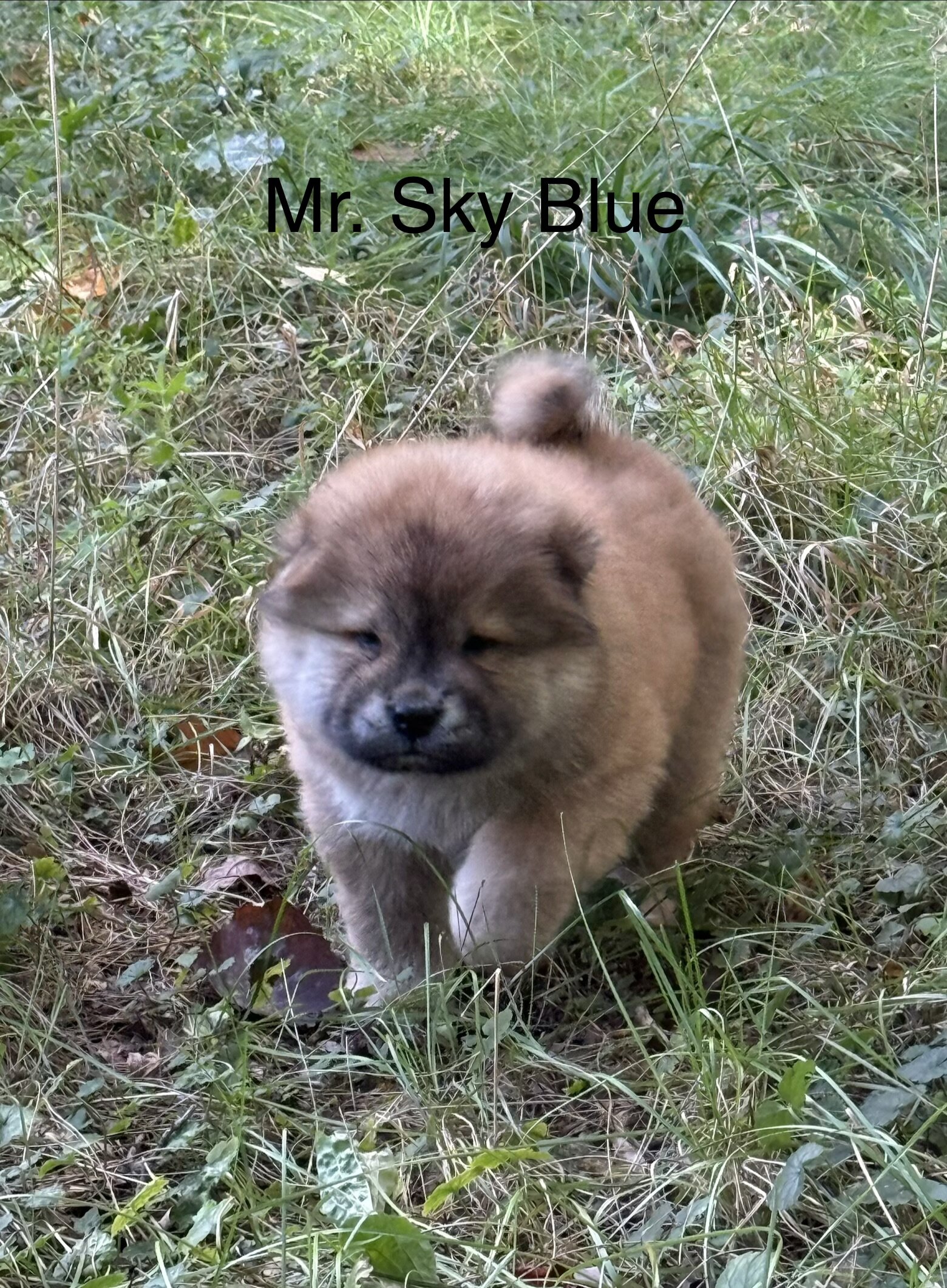 Chow Chow image 4