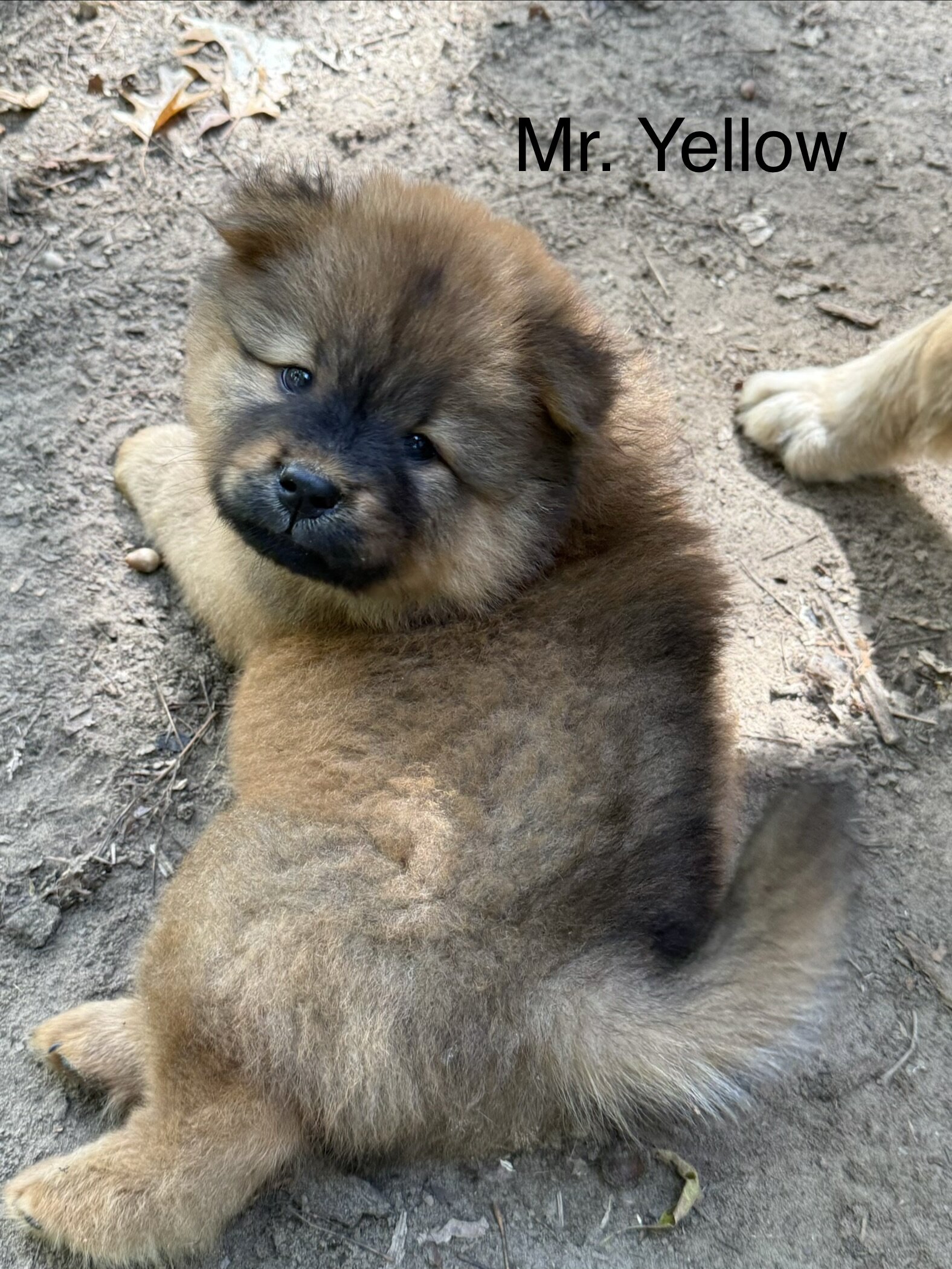 Chow Chow image 2