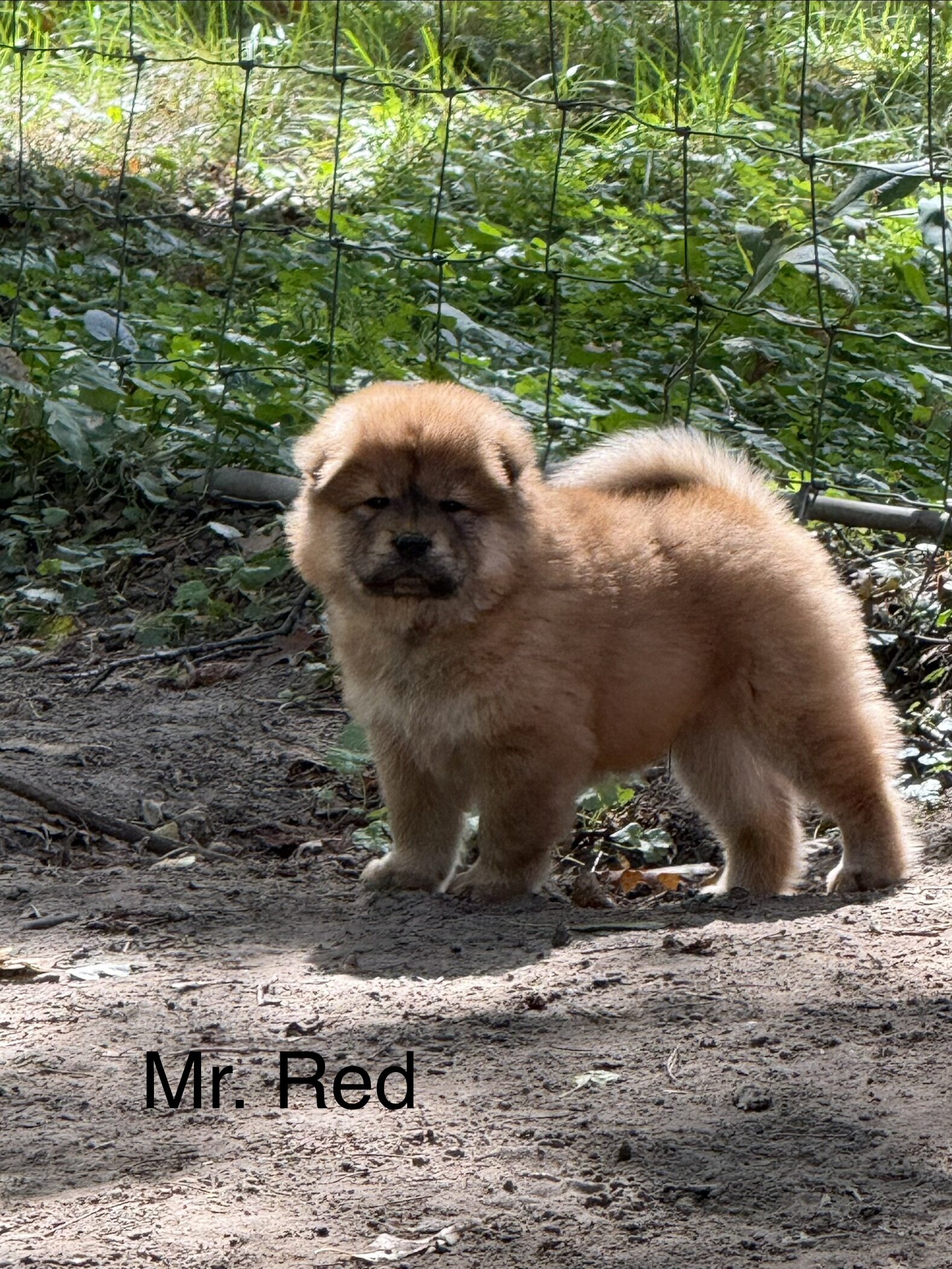 Chow Chow image 1