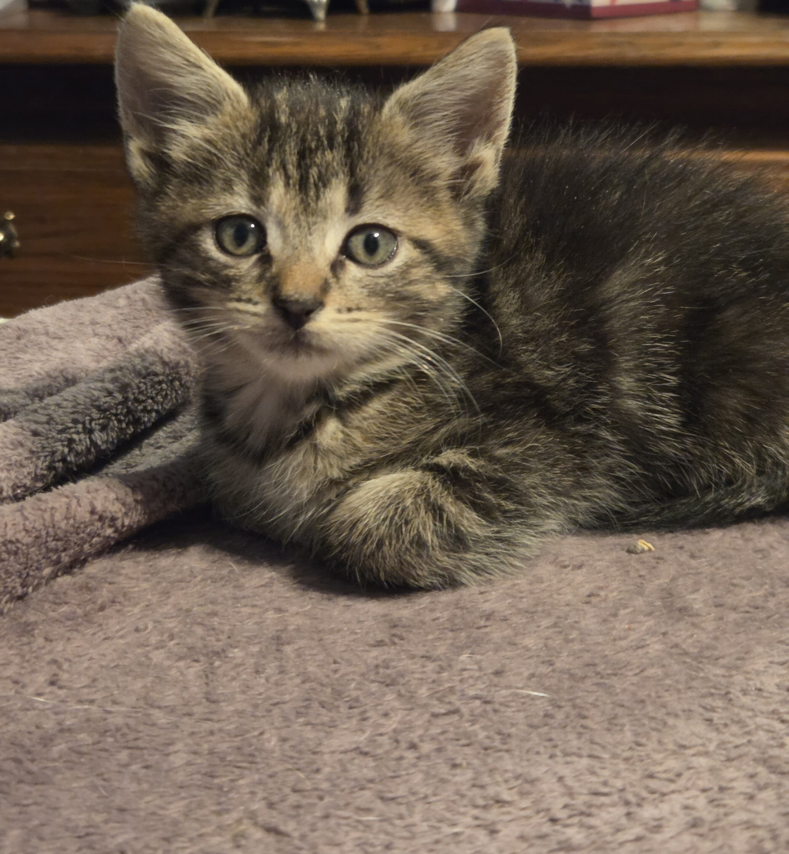 Beautiful Kittens image 4