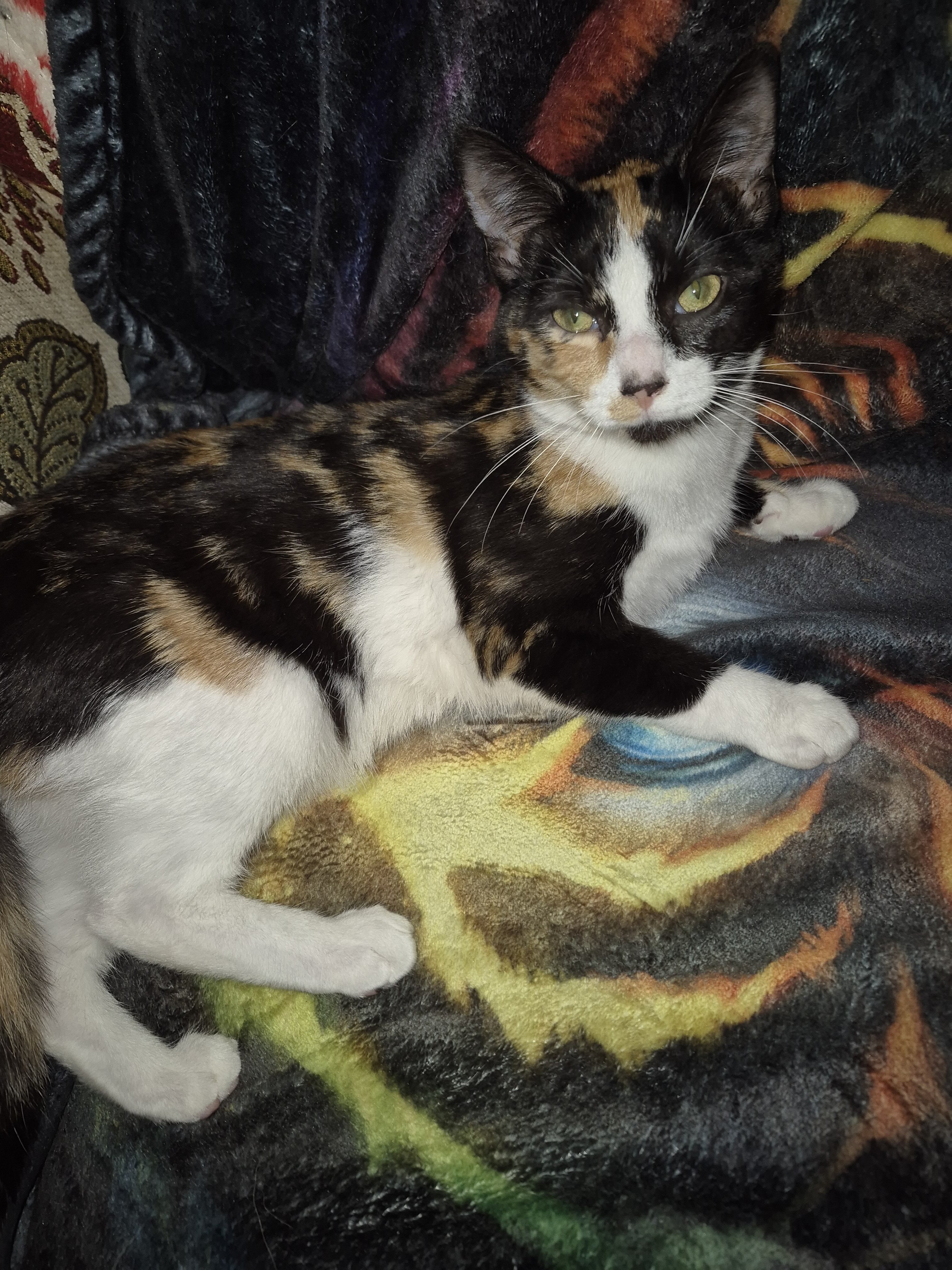 Beautiful Kittens image 3