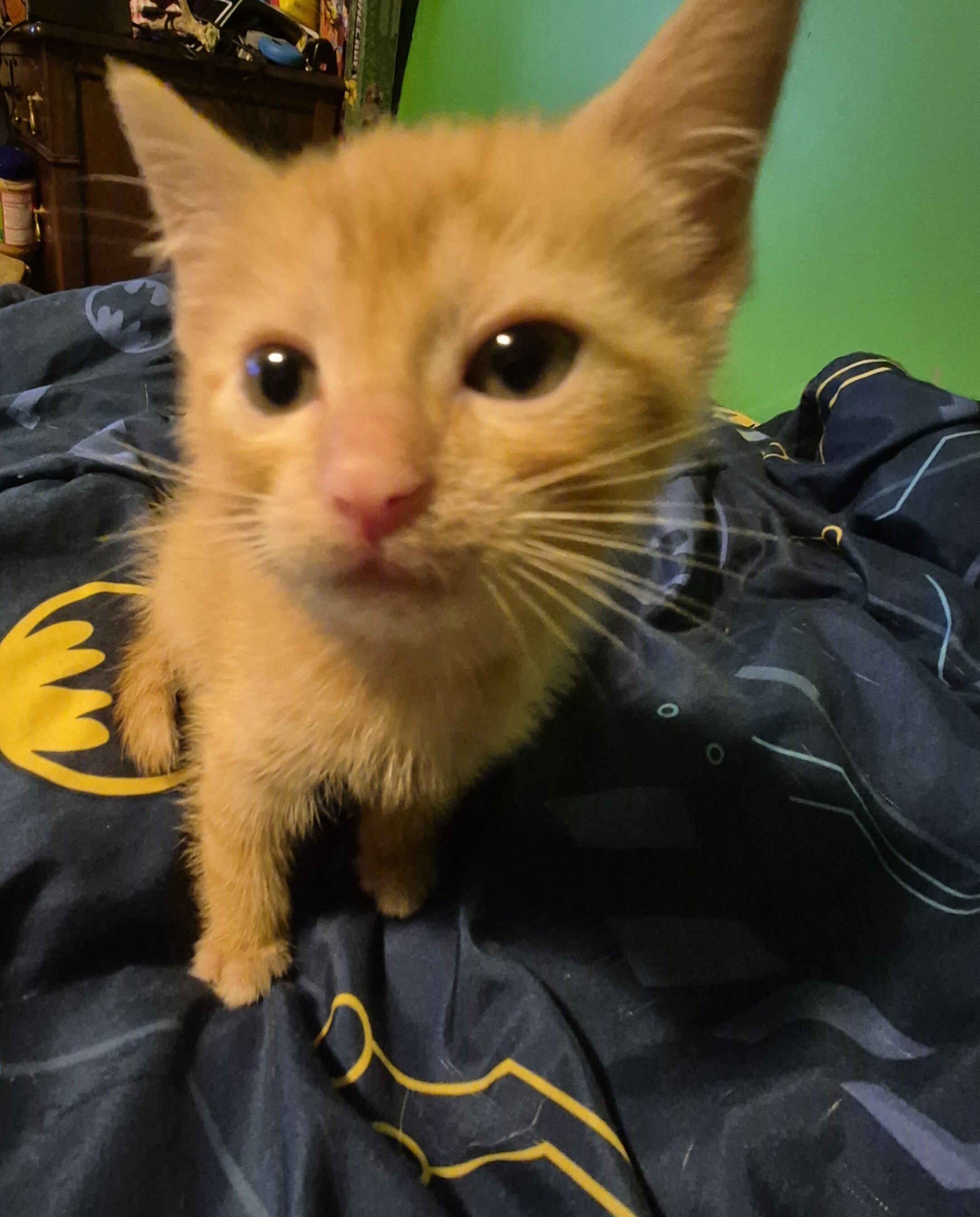 Beautiful Kittens image 2
