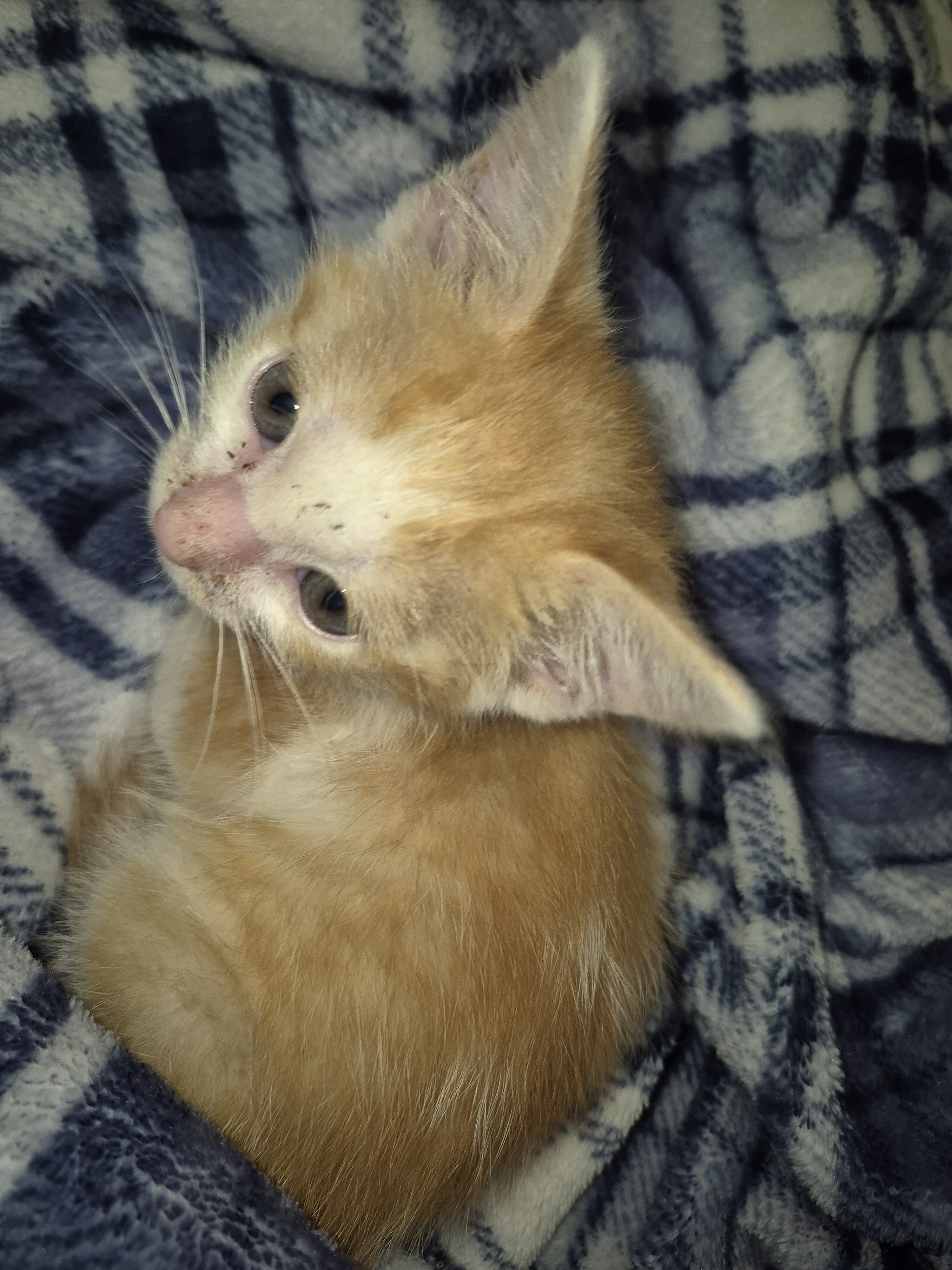 Beautiful Kittens image 7