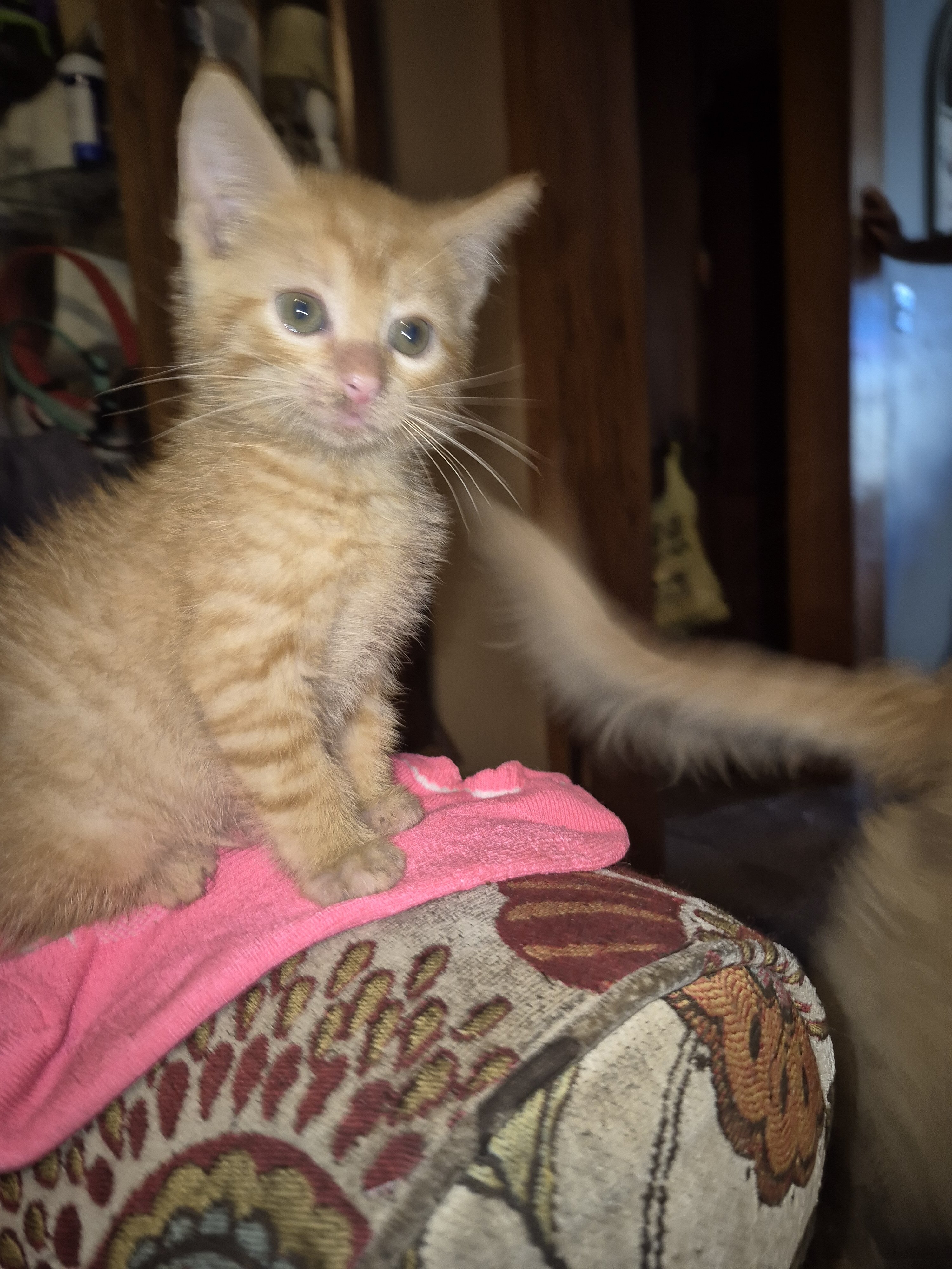Beautiful Kittens image 5
