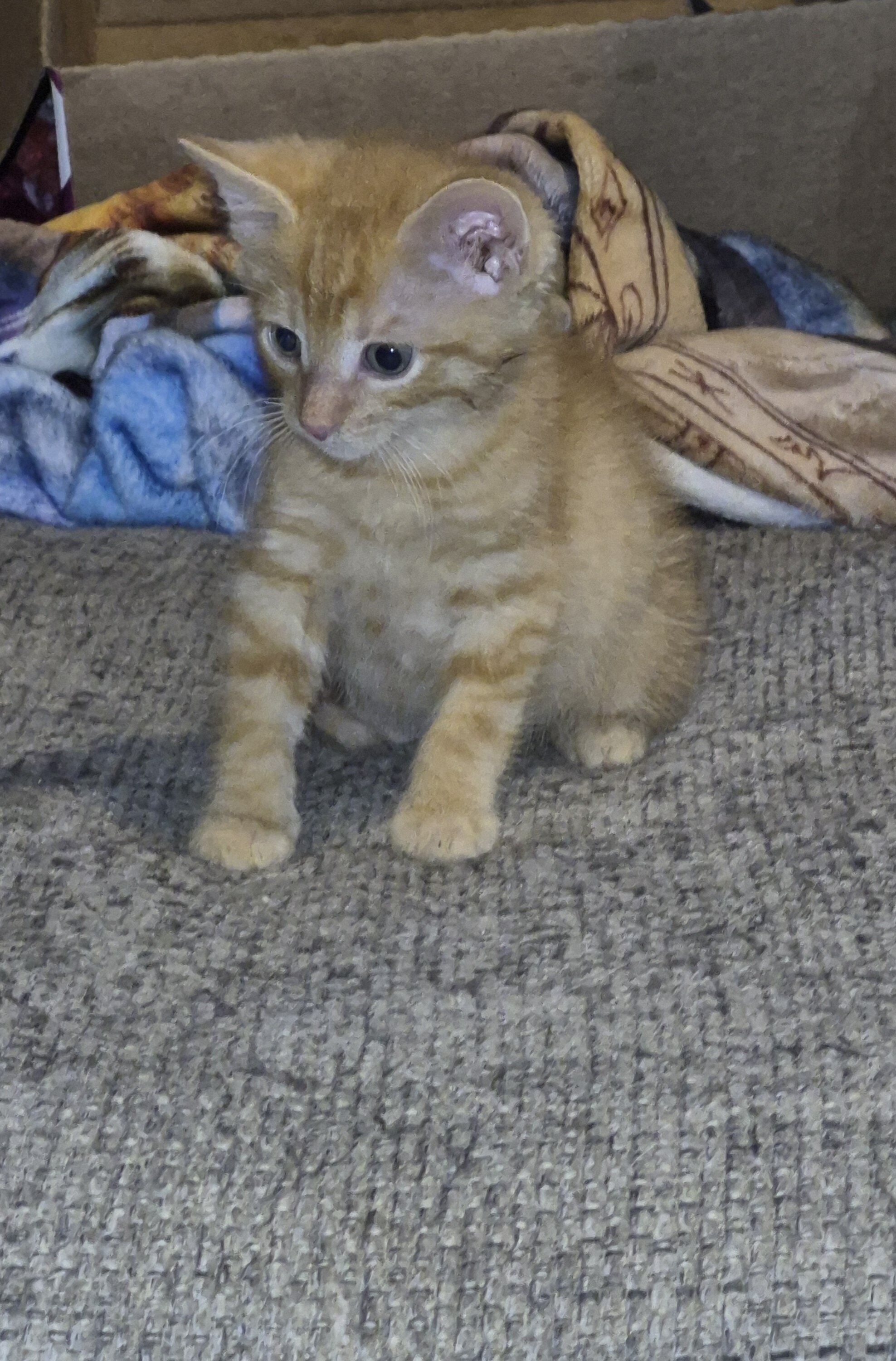 Beautiful Kittens image 6