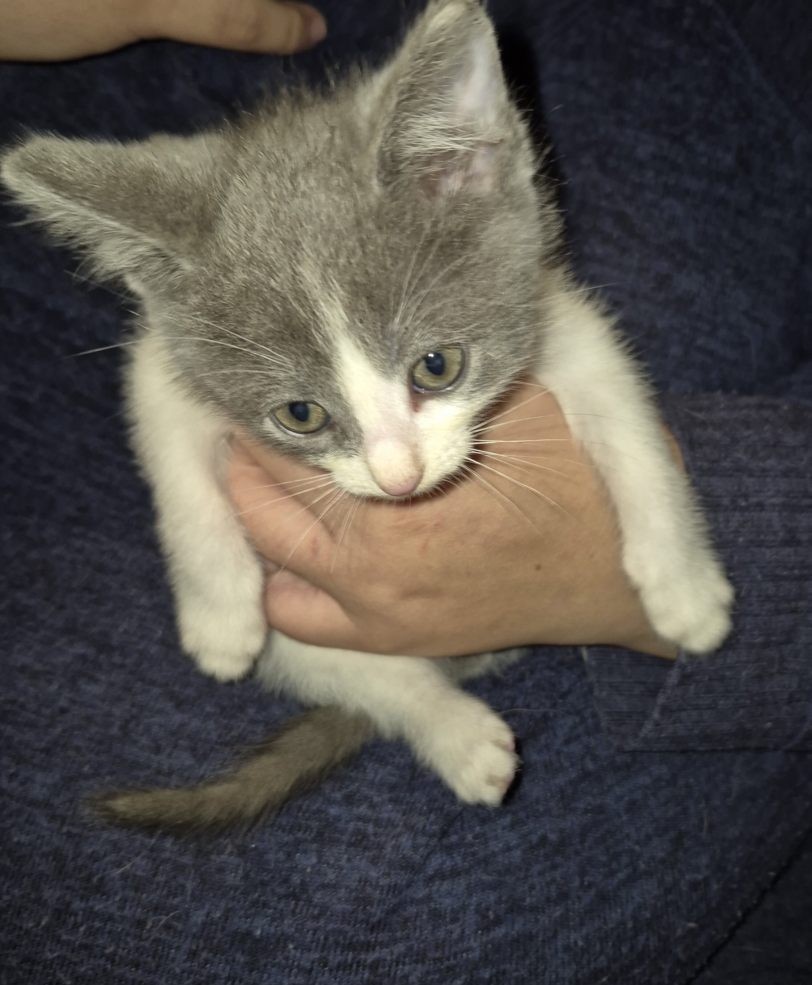Beautiful Kittens image 1