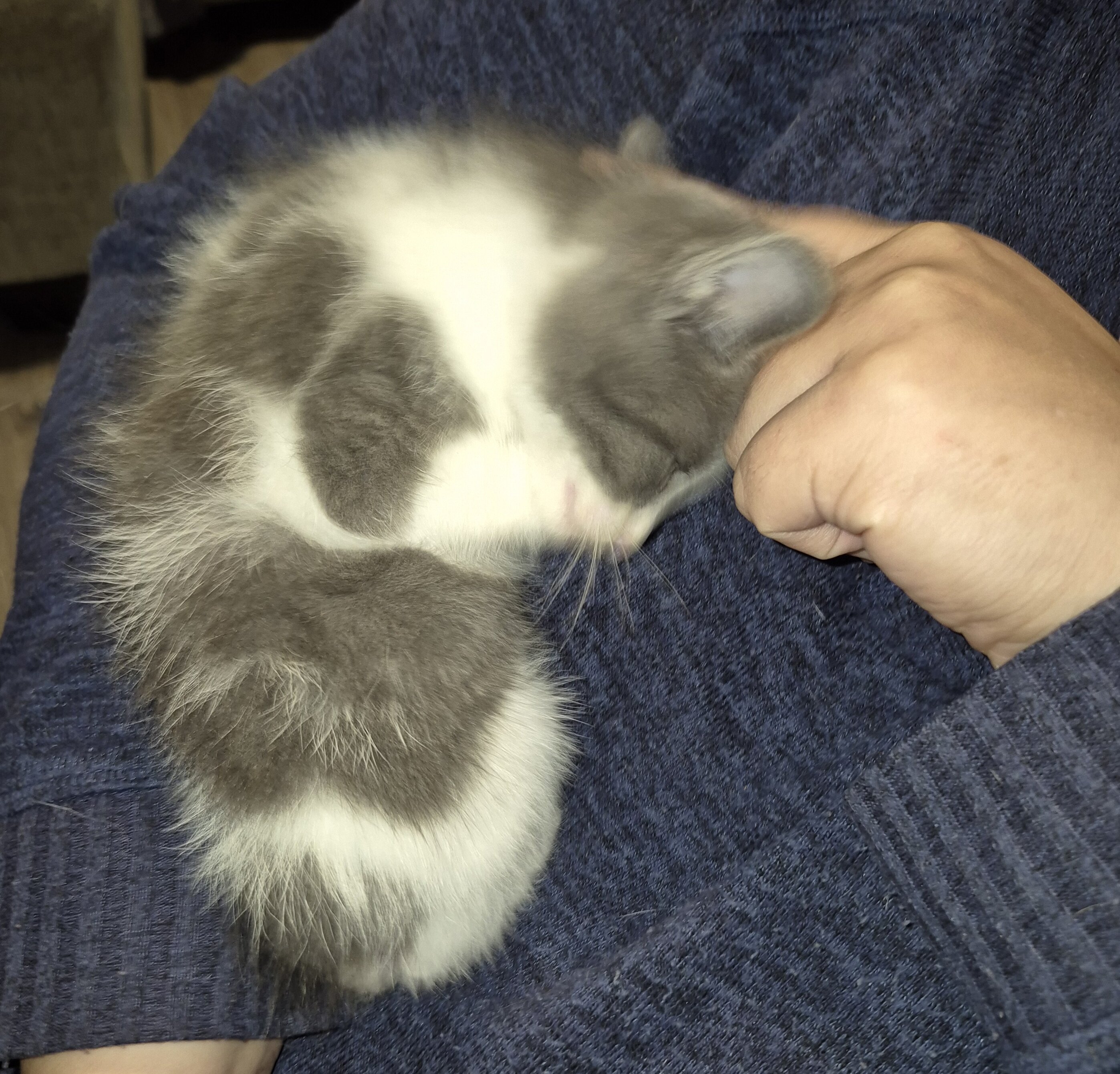Beautiful Kittens image 7