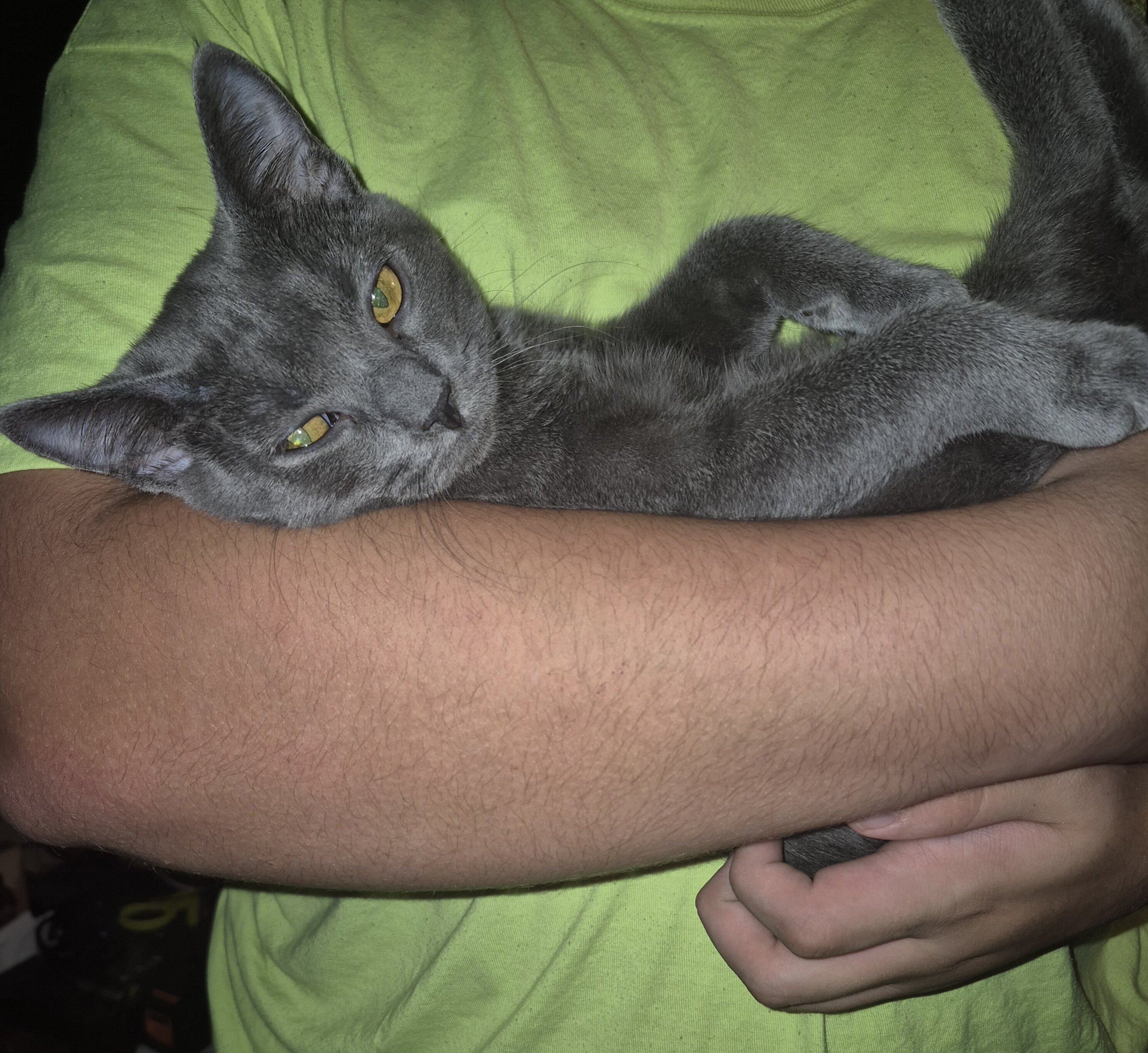 Beautiful Kittens image 9