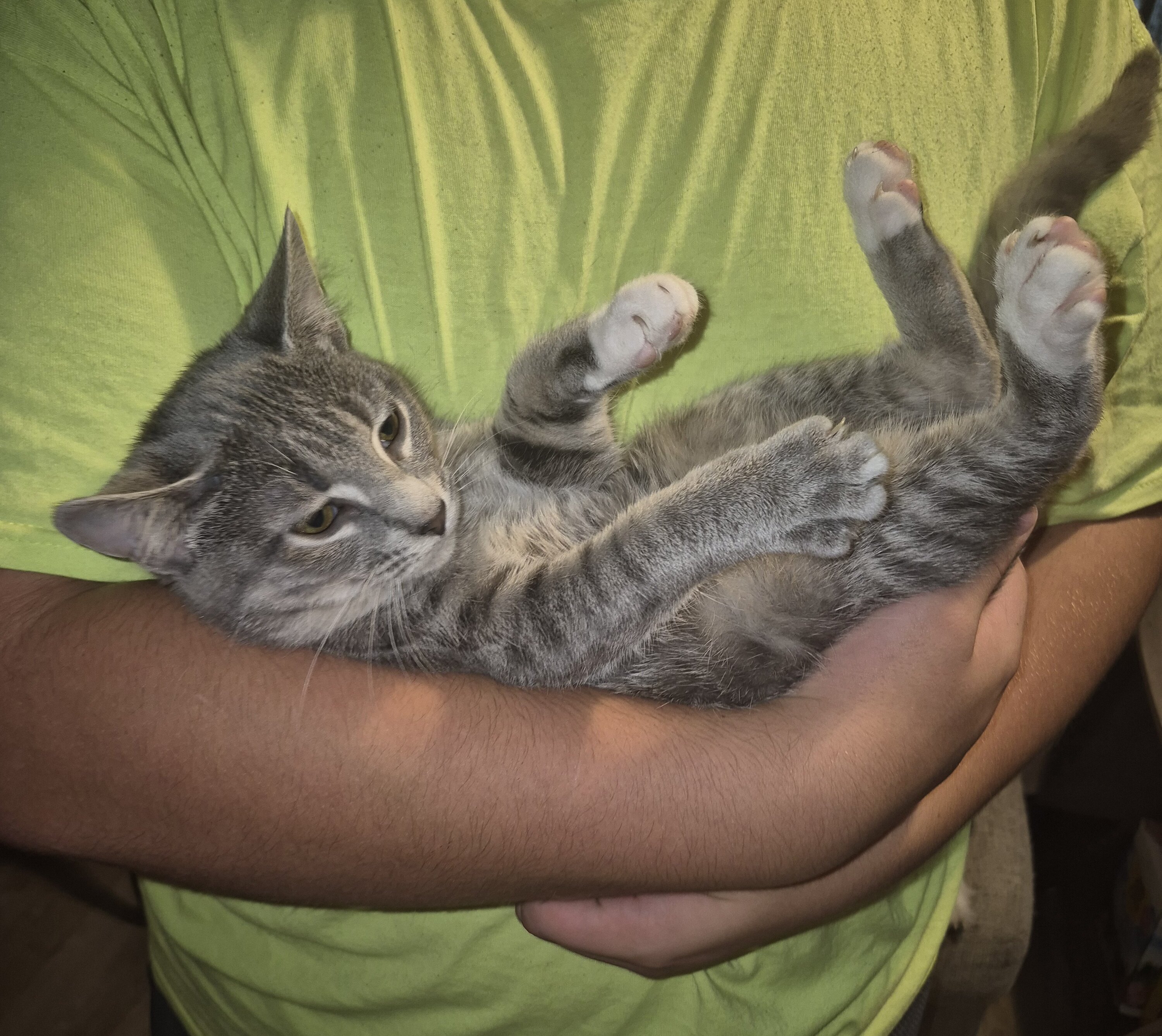 Beautiful Kittens image 8