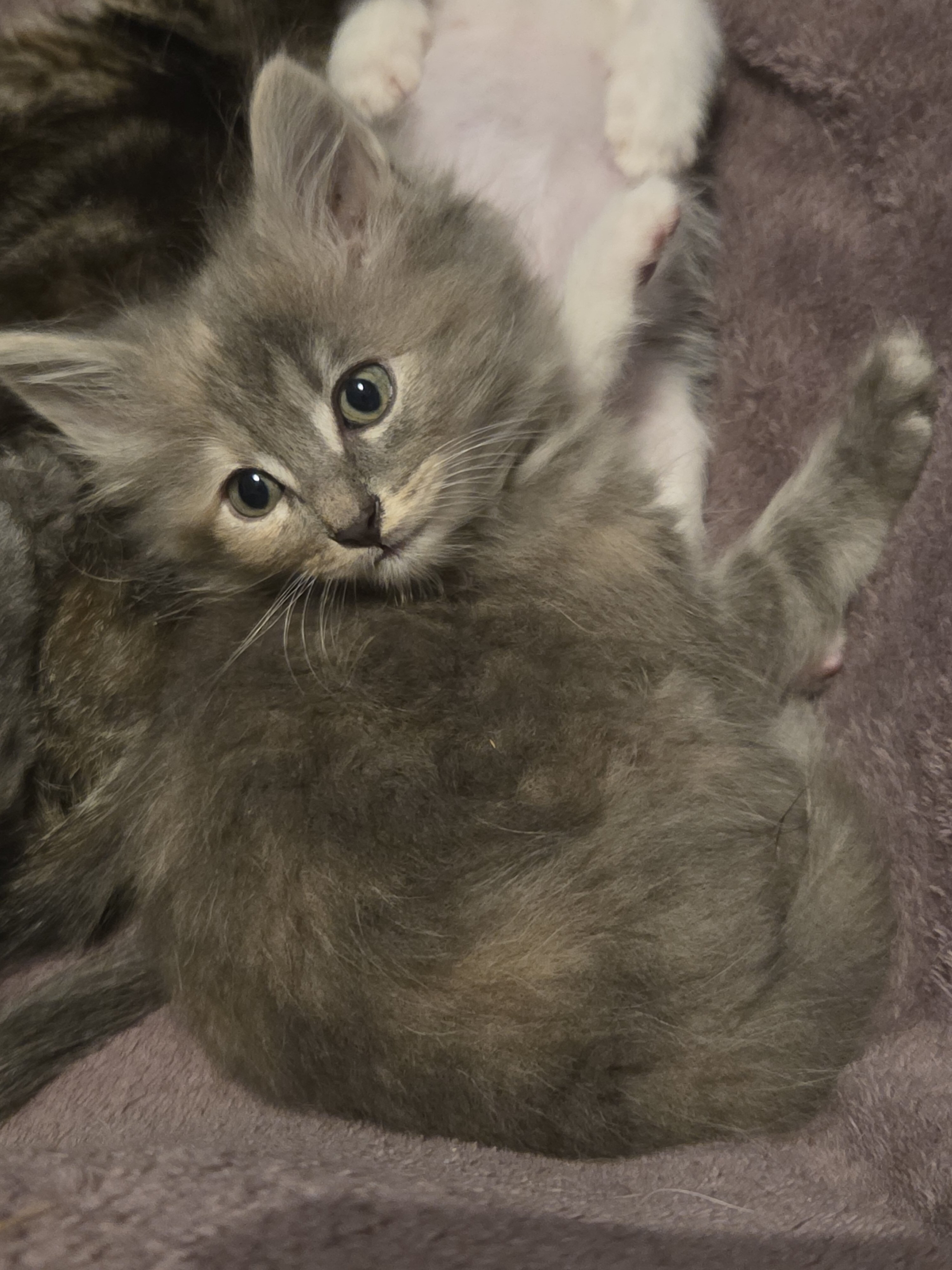 Beautiful Kittens image 2