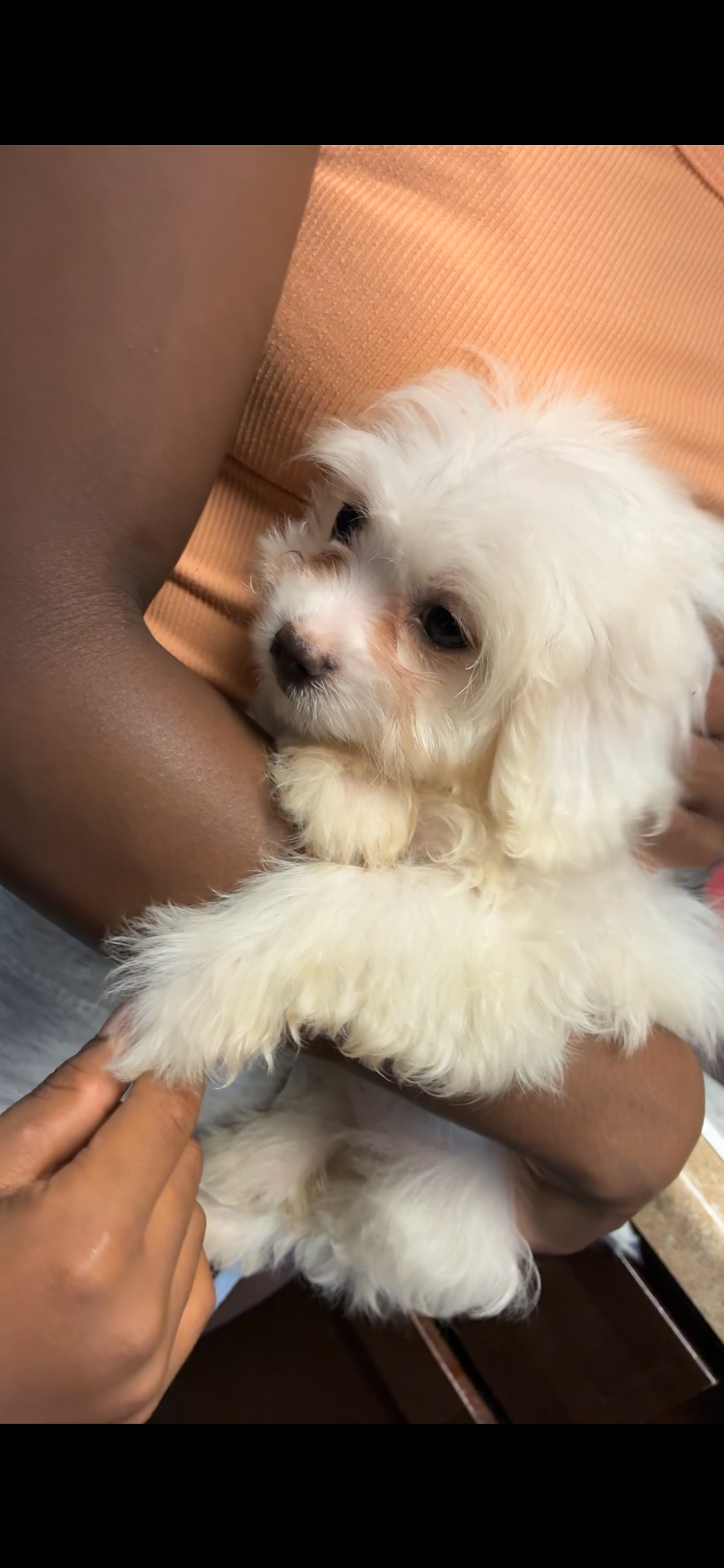 Dog image 1