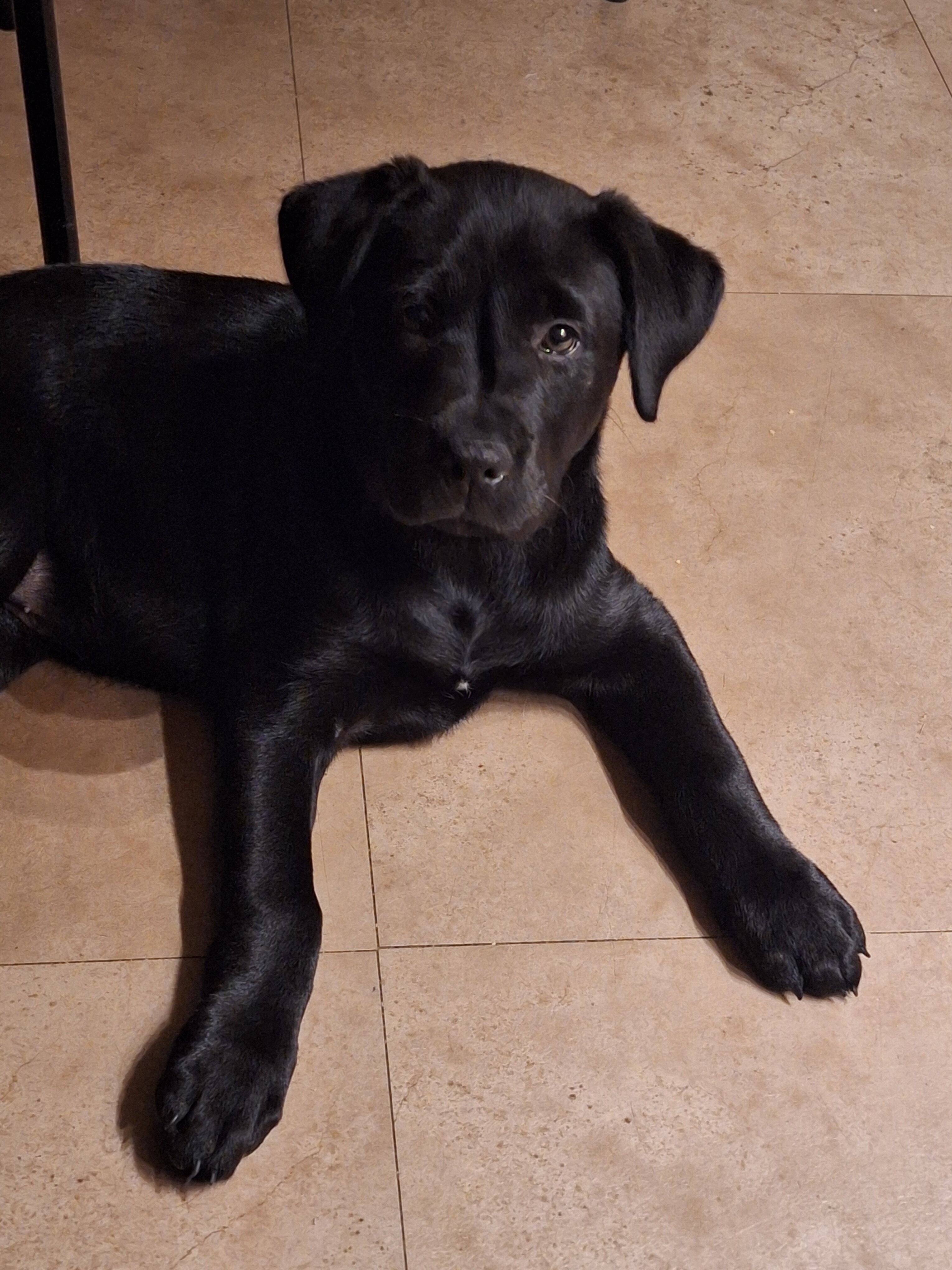 12 week old Lab puppy image 8