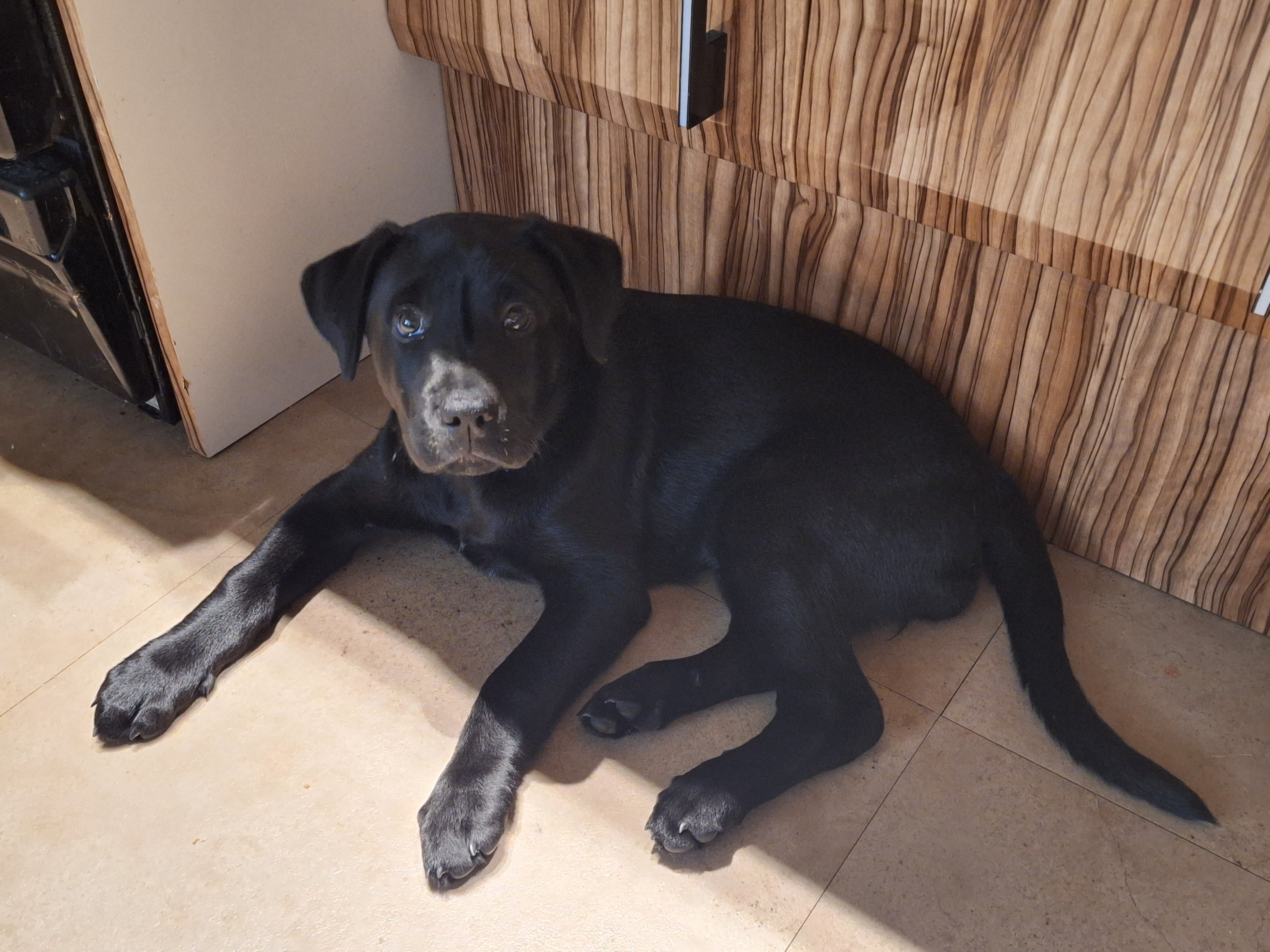 12 week old Lab puppy image 7