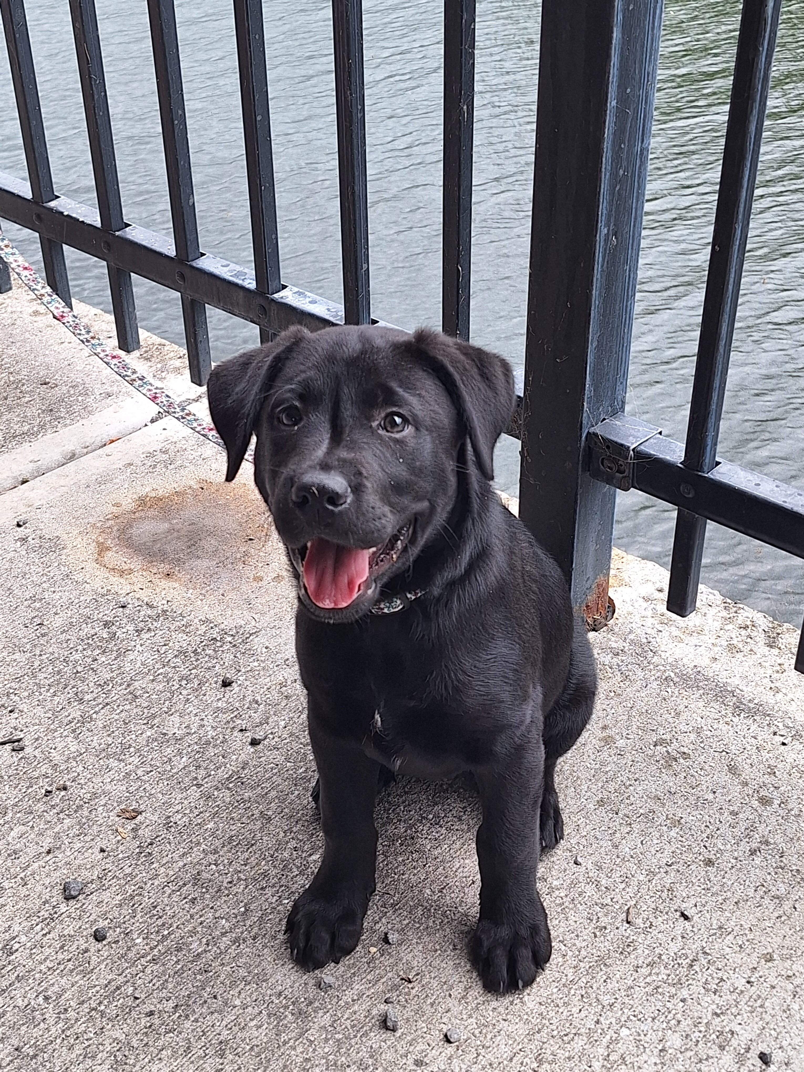 12 week old Lab puppy image 1