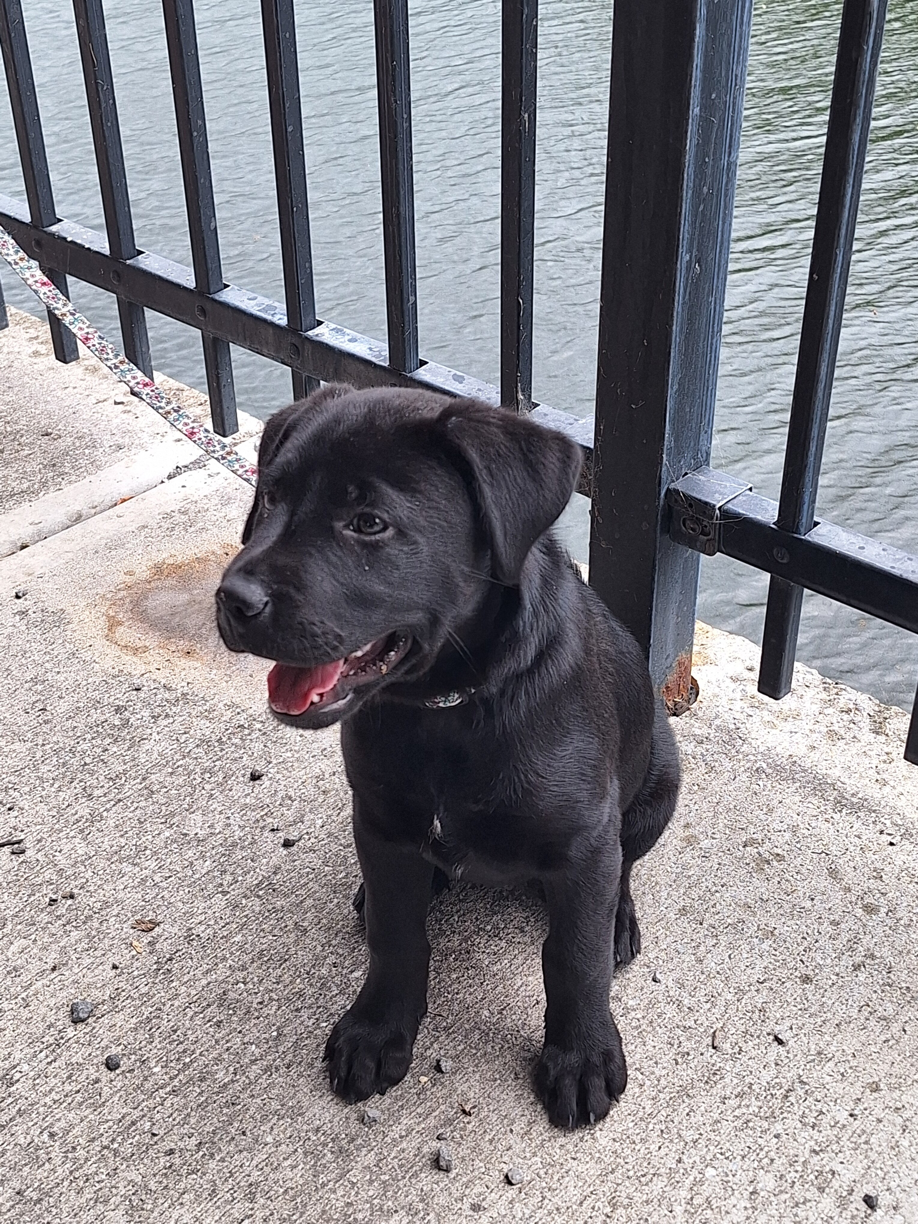 12 week old Lab puppy image 2