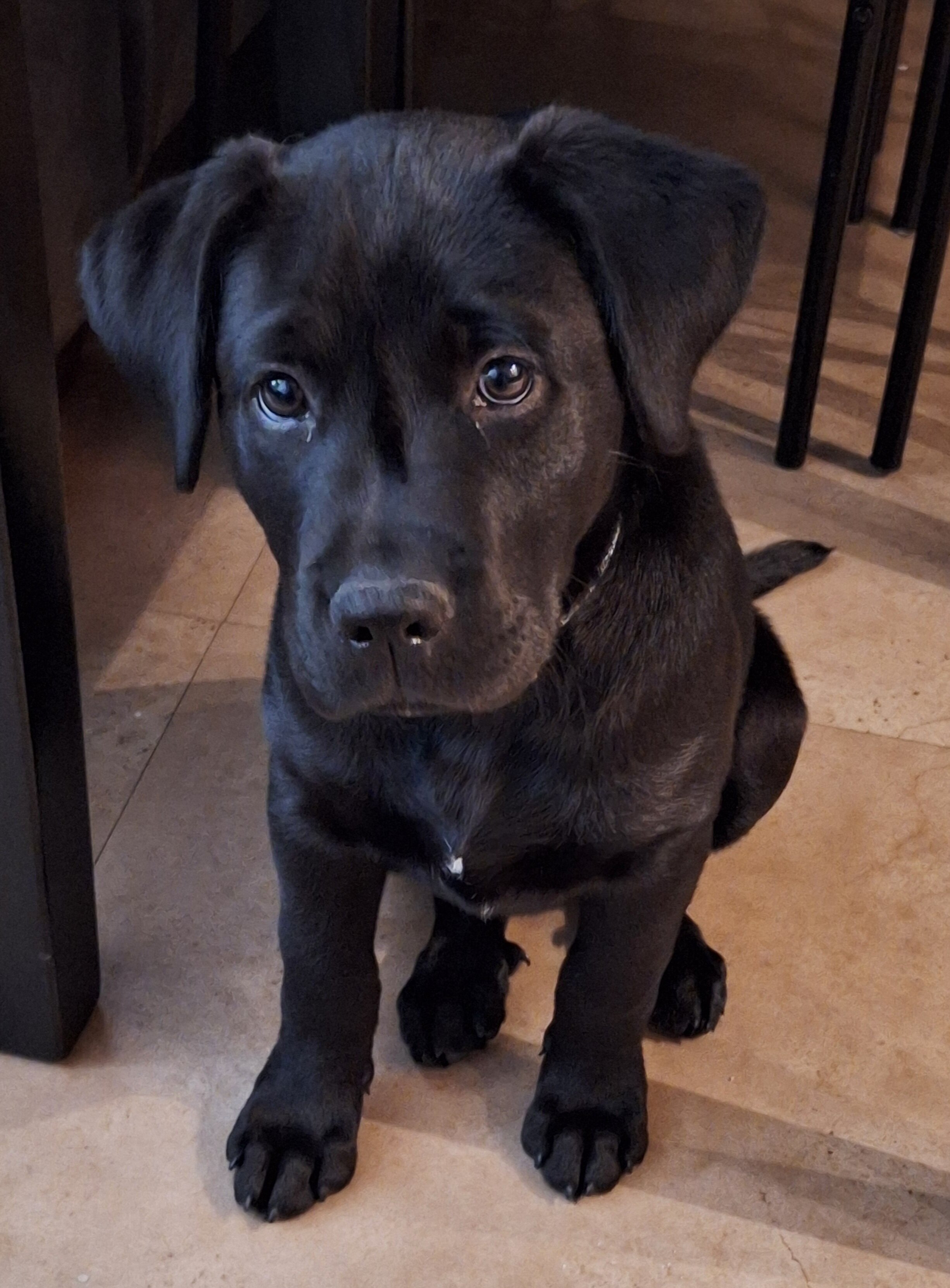 12 week old Lab puppy image 4