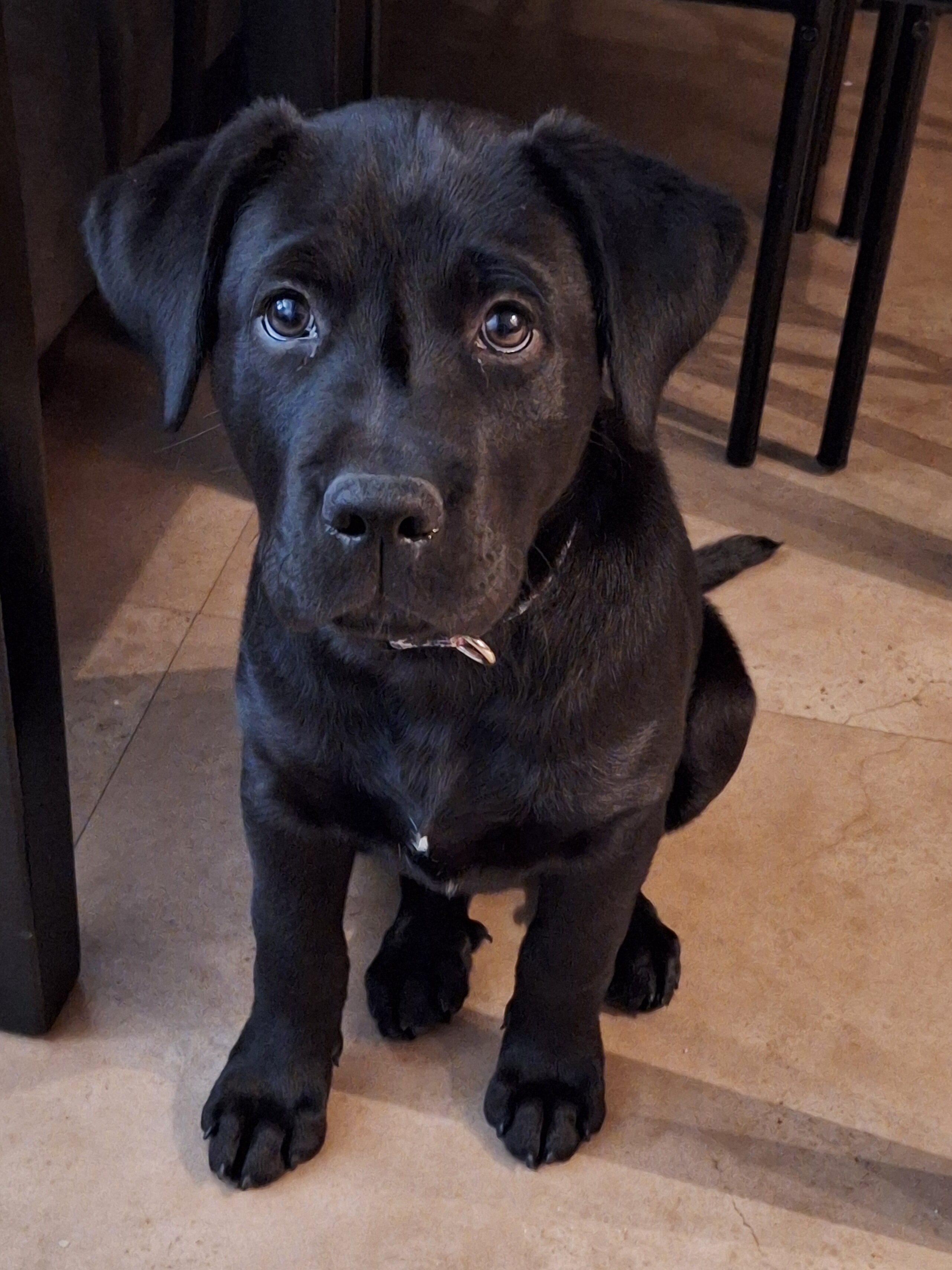 12 week old Lab puppy image 3