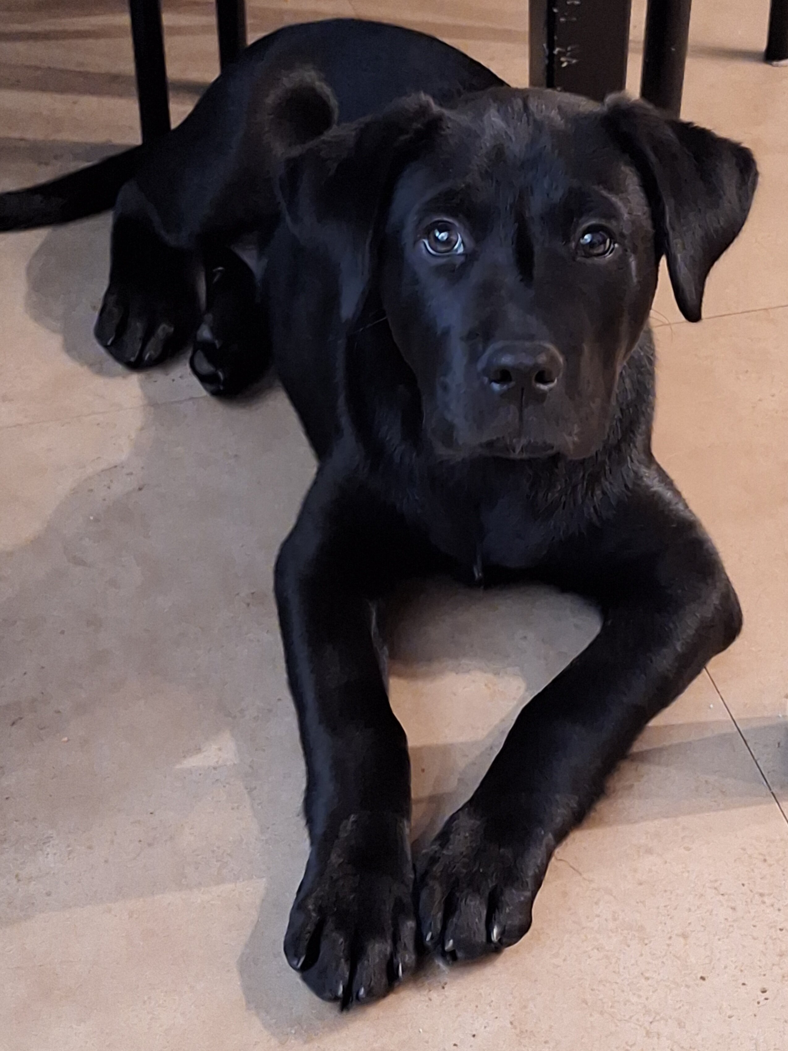 12 week old Lab puppy image 5