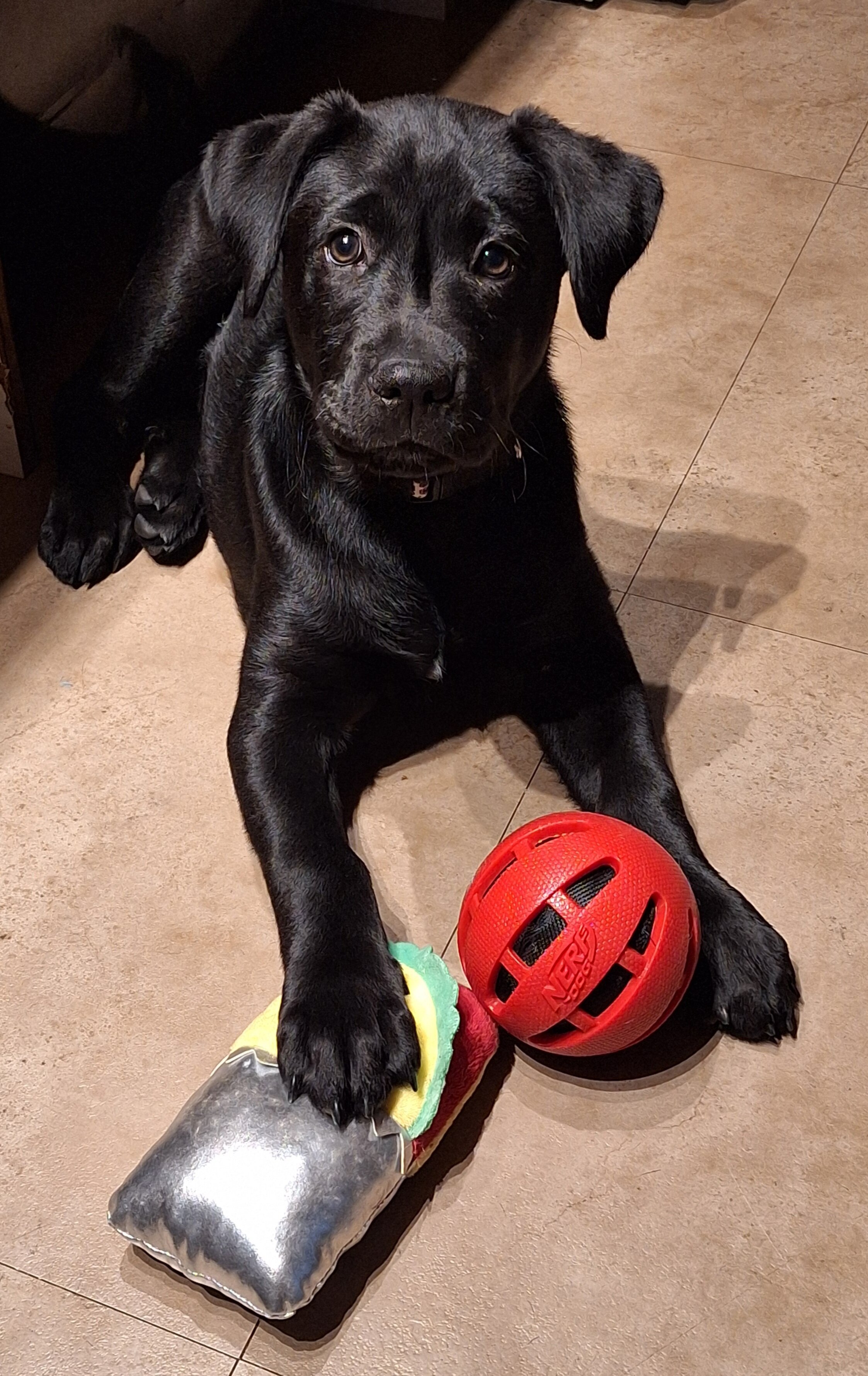 12 week old Lab puppy image 6