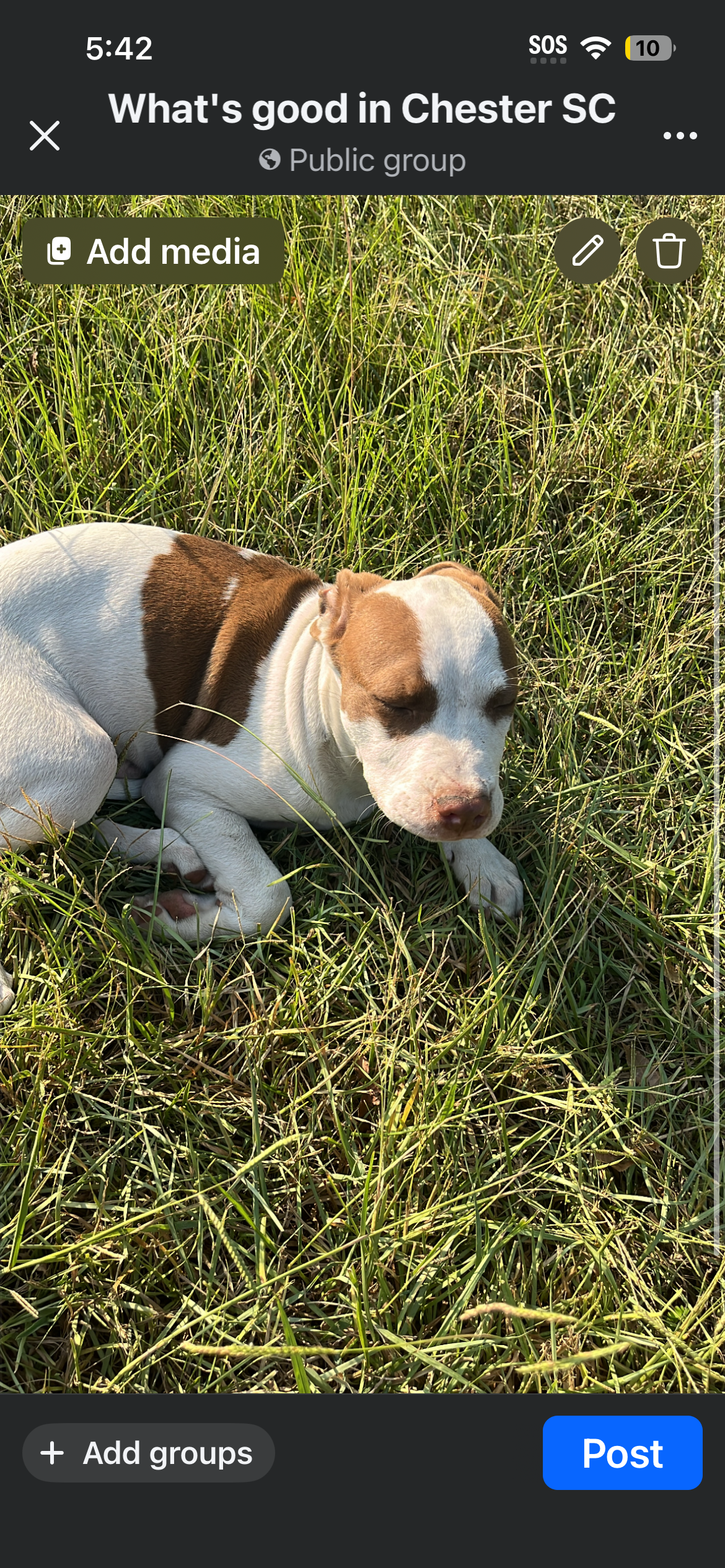 Pitbull puppy image 1