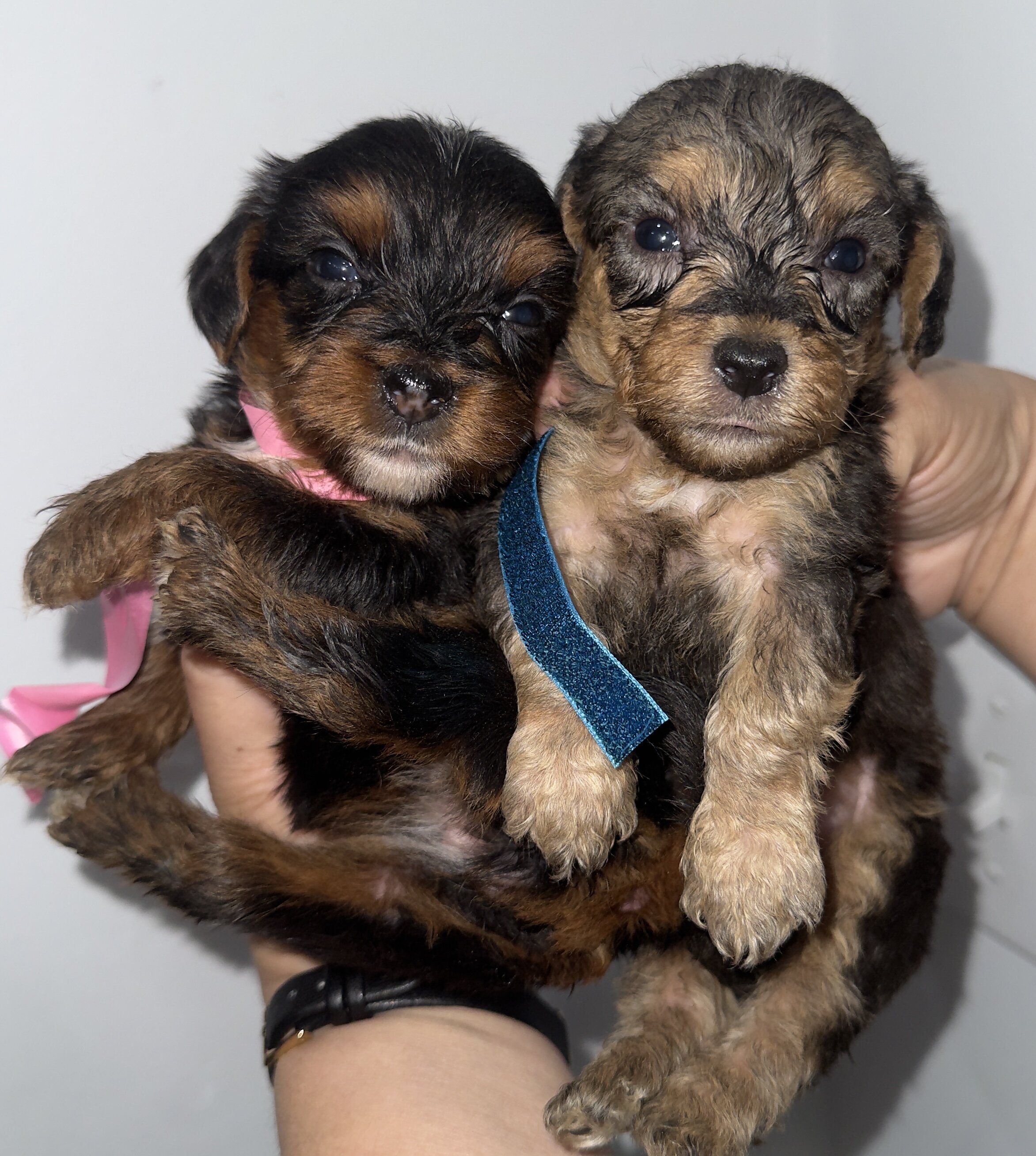 Yorkiepoos for sale image 1