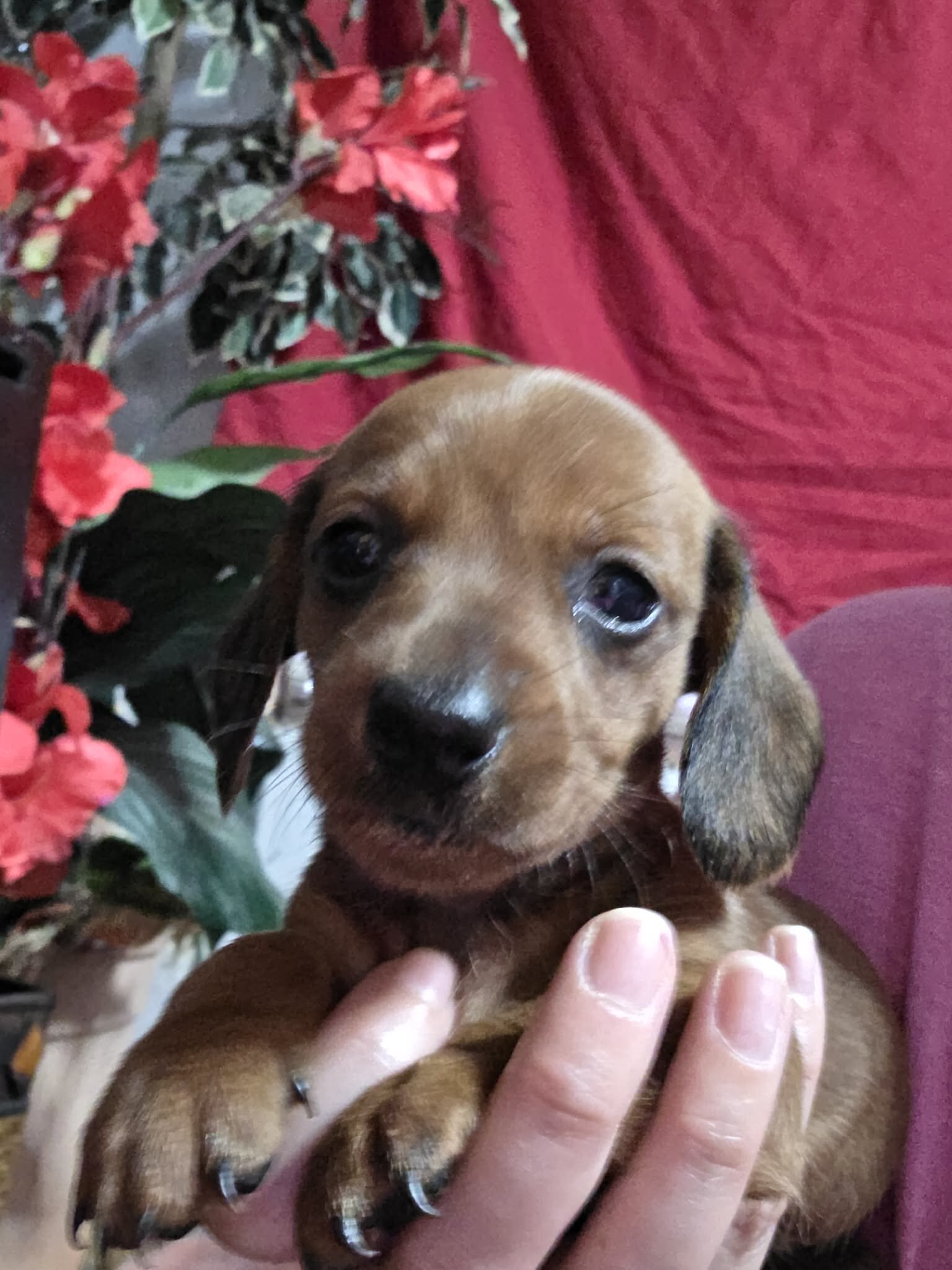 Dachshund pups image 2