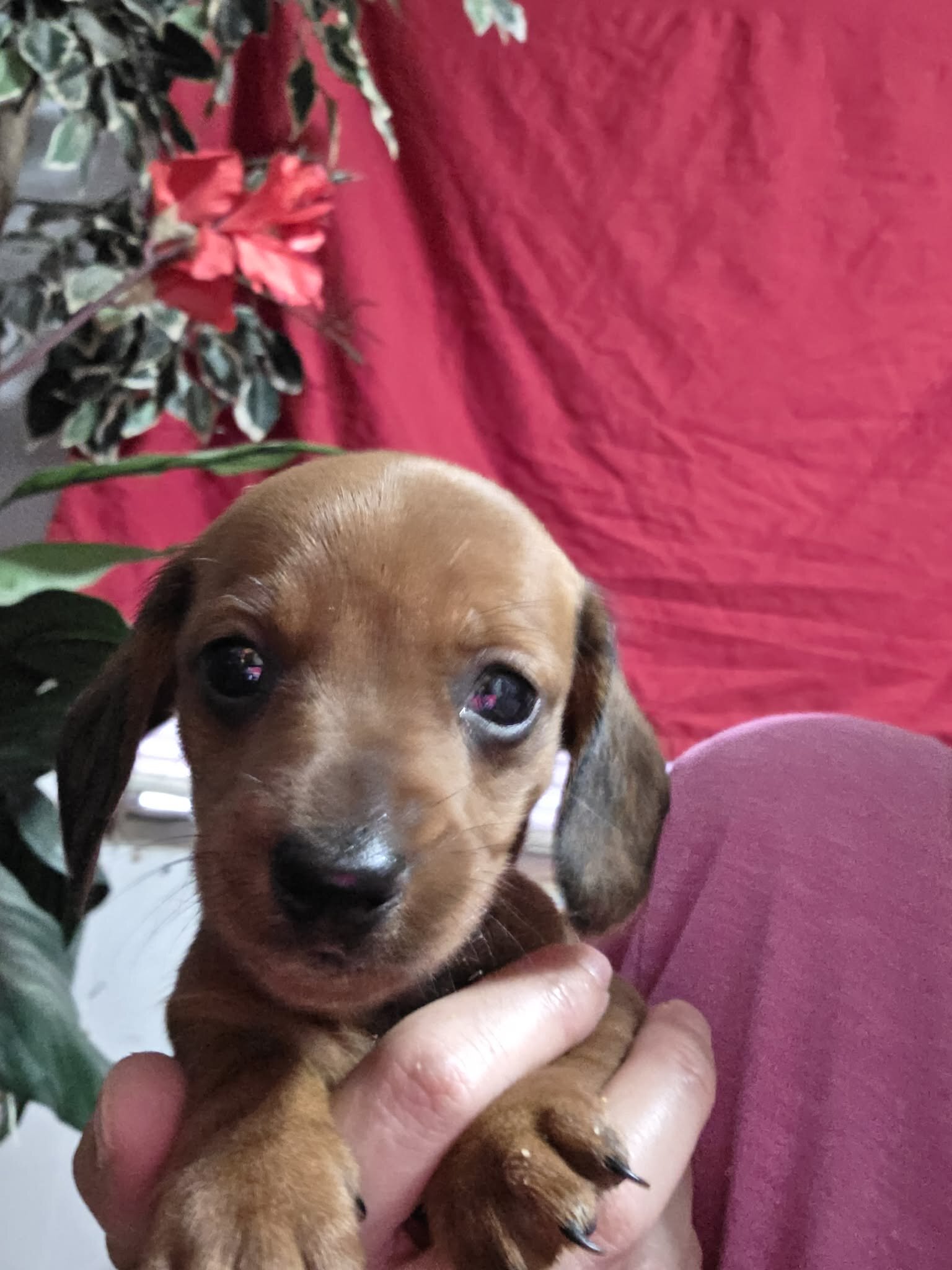 Dachshund pups image 3