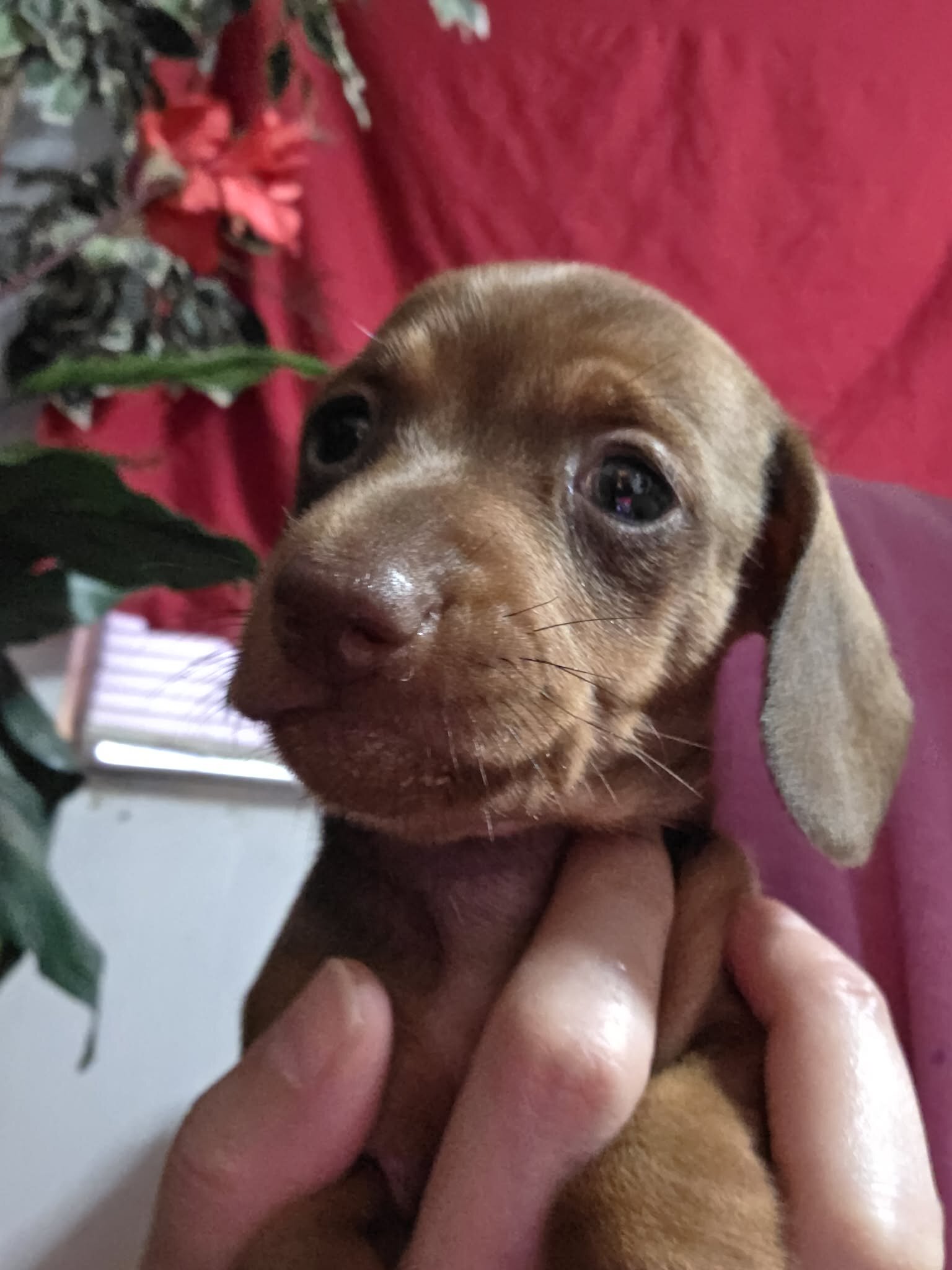 Dachshund pups image 4