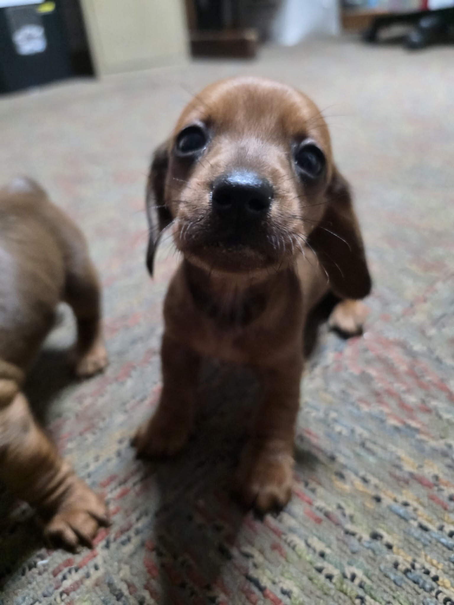 Dachshund pups image 1