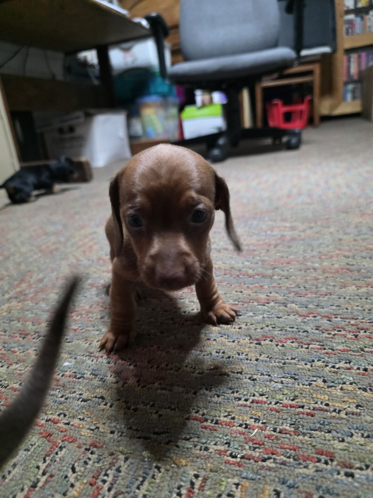 Dachshund pups image 6