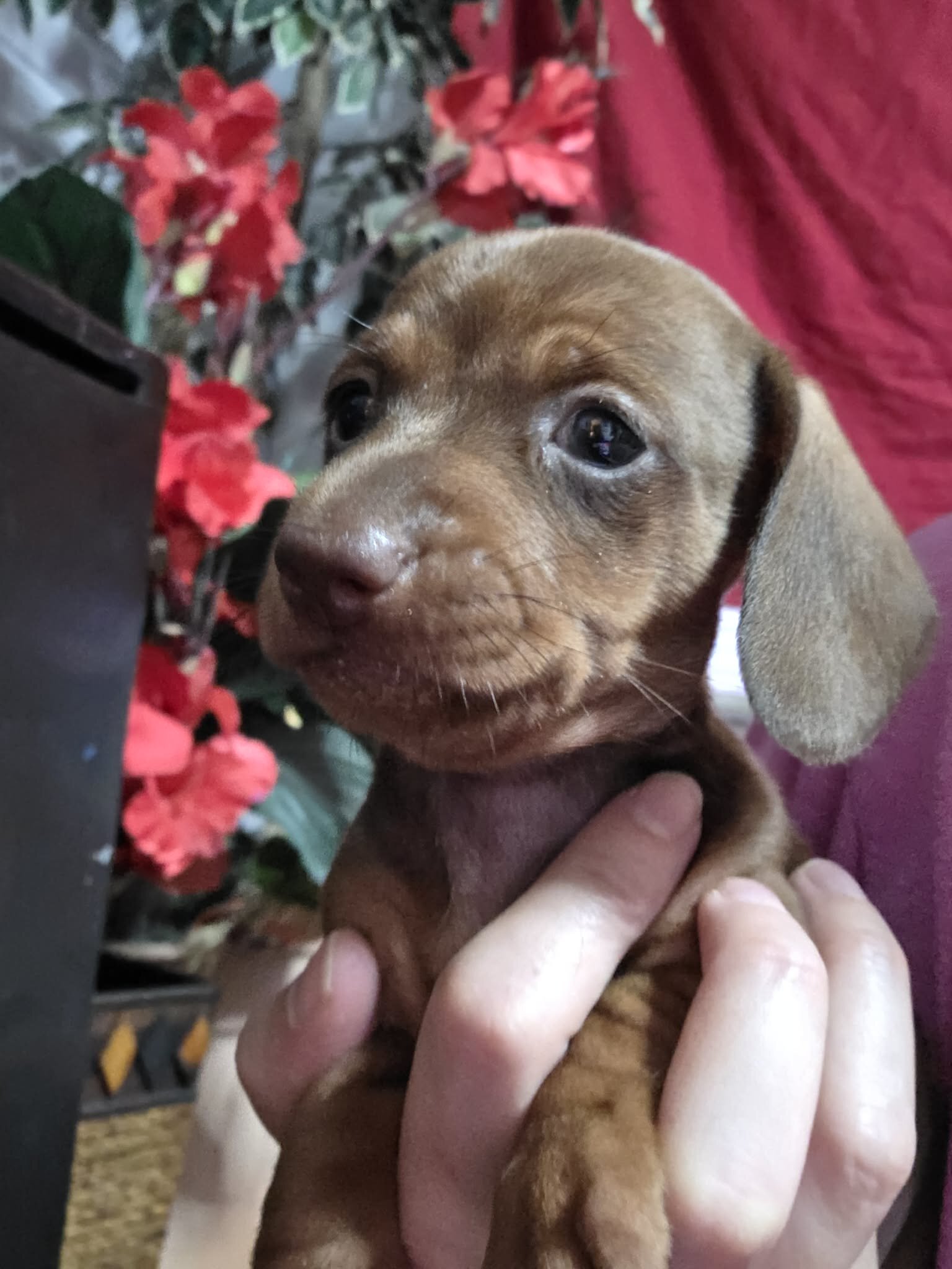 Dachshund pups image 5