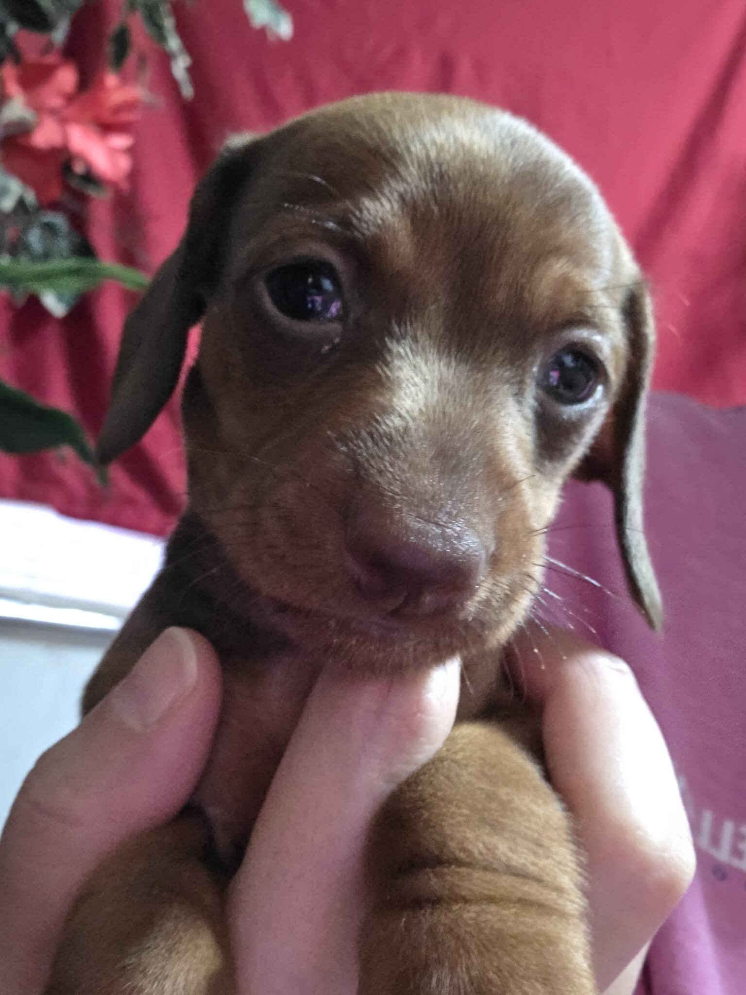 Dachshund pups image 7