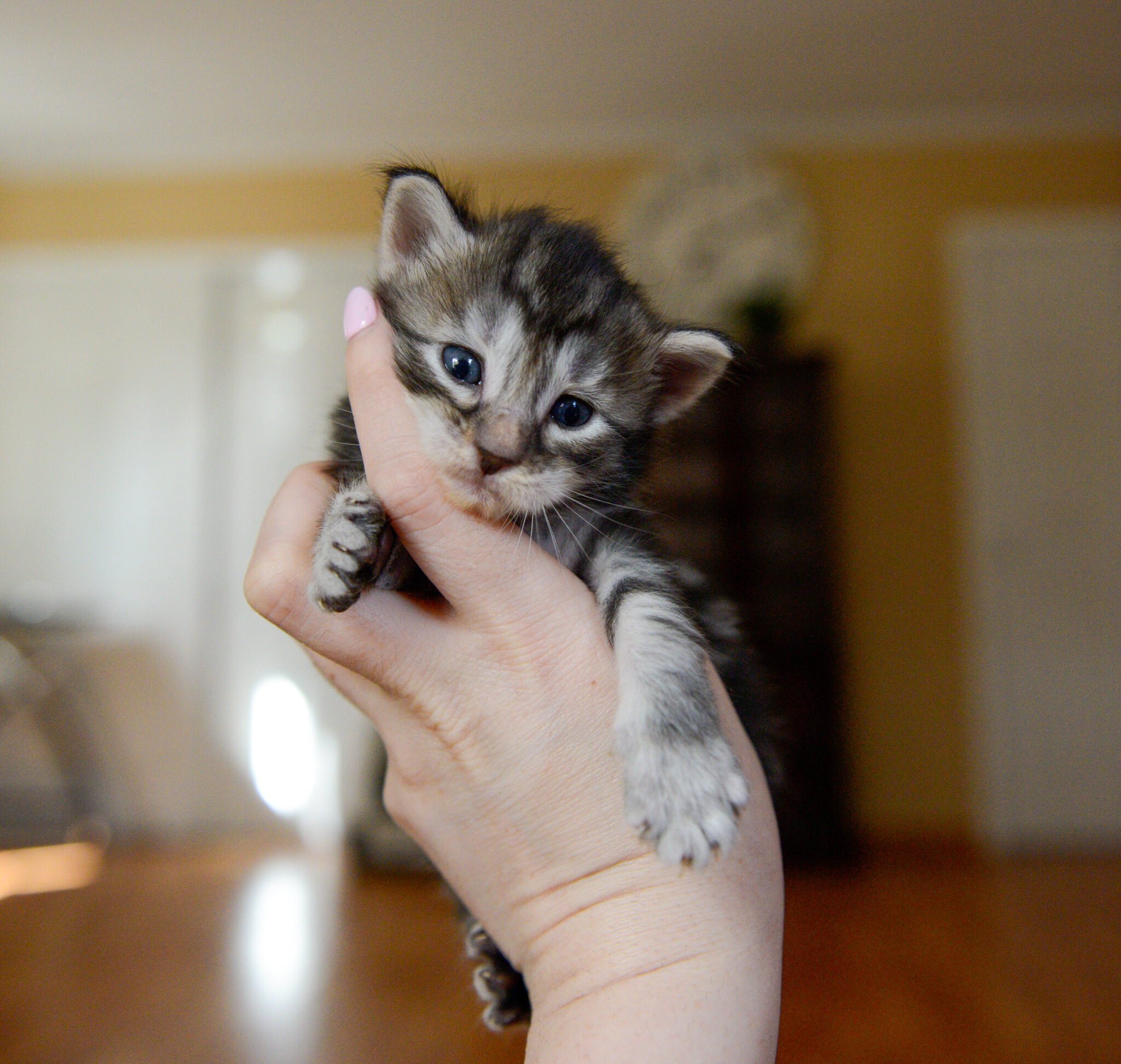 Maine Coon Kittens image 1