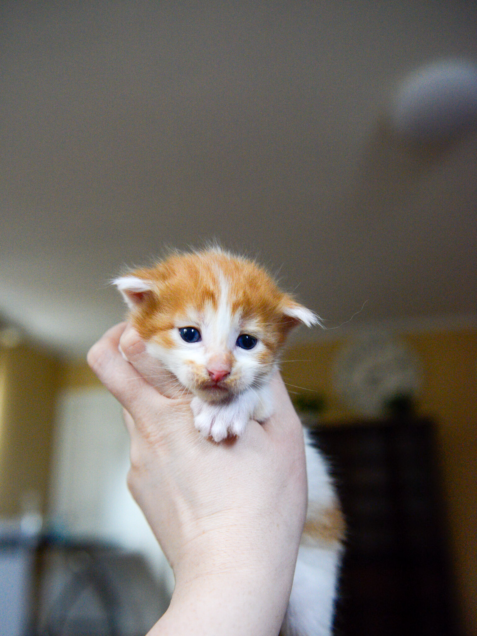 Maine Coon Kittens image 2