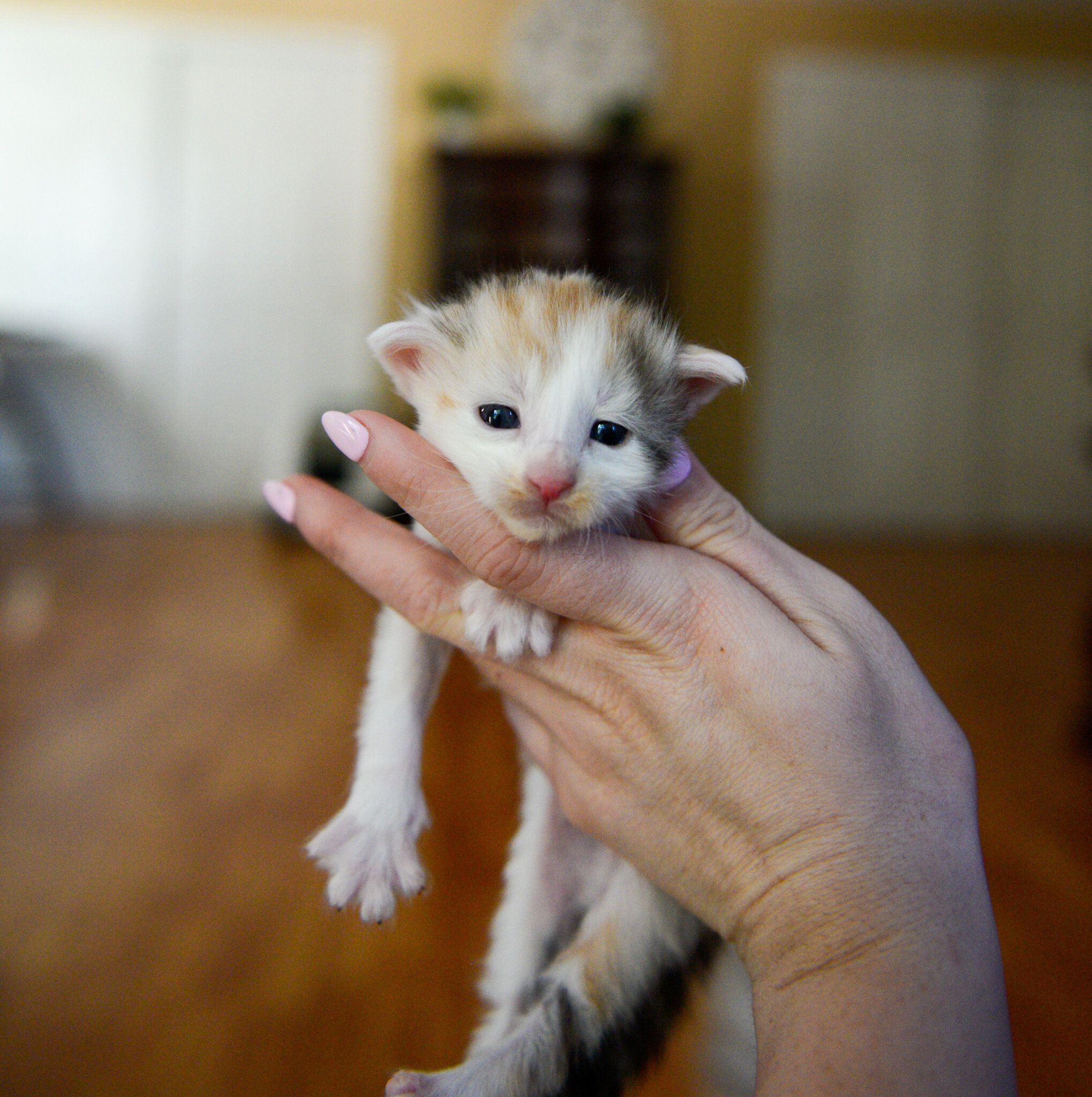 Maine Coon Kittens image 3