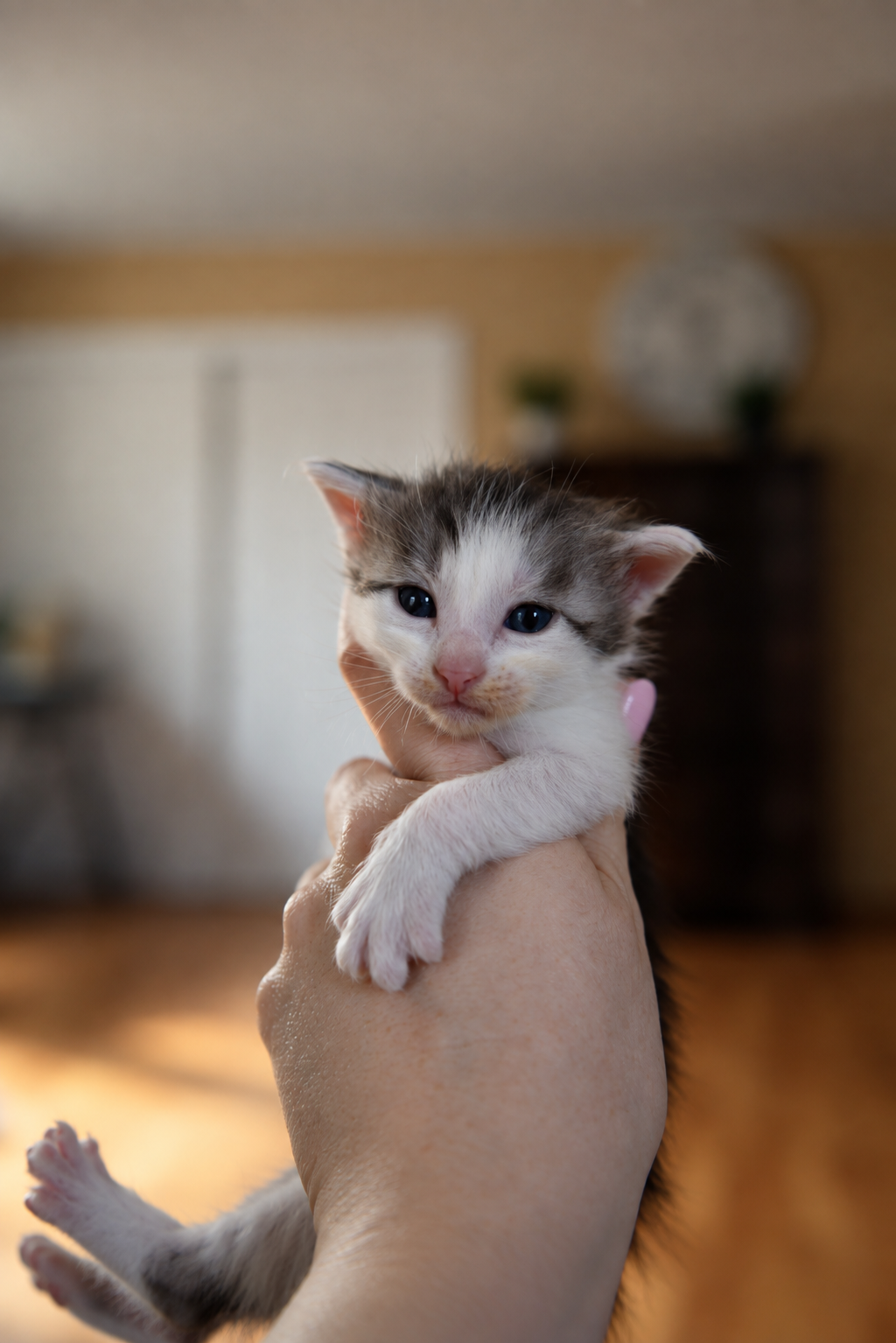 Maine Coon Kittens image 4
