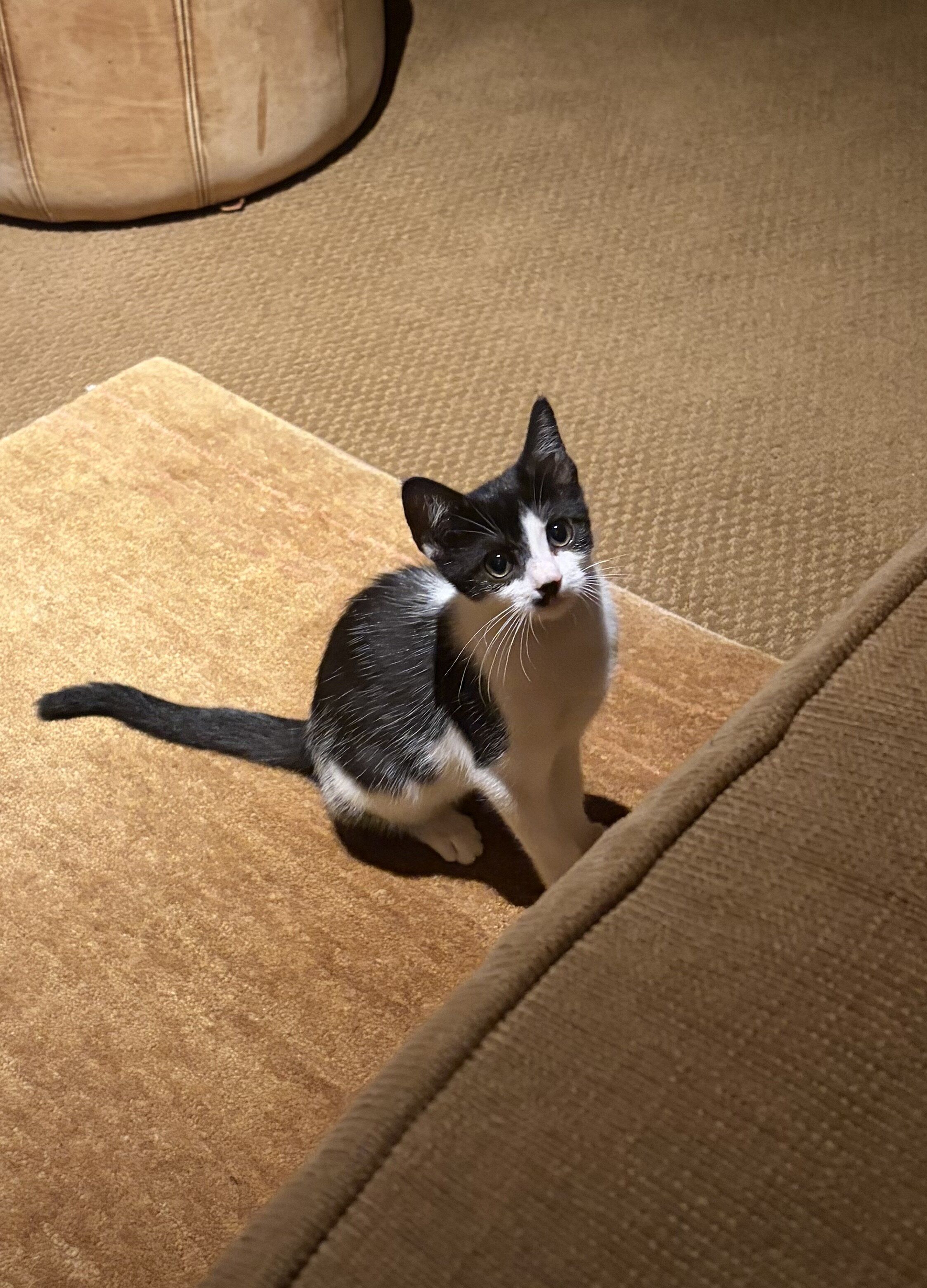 Kitten image 1