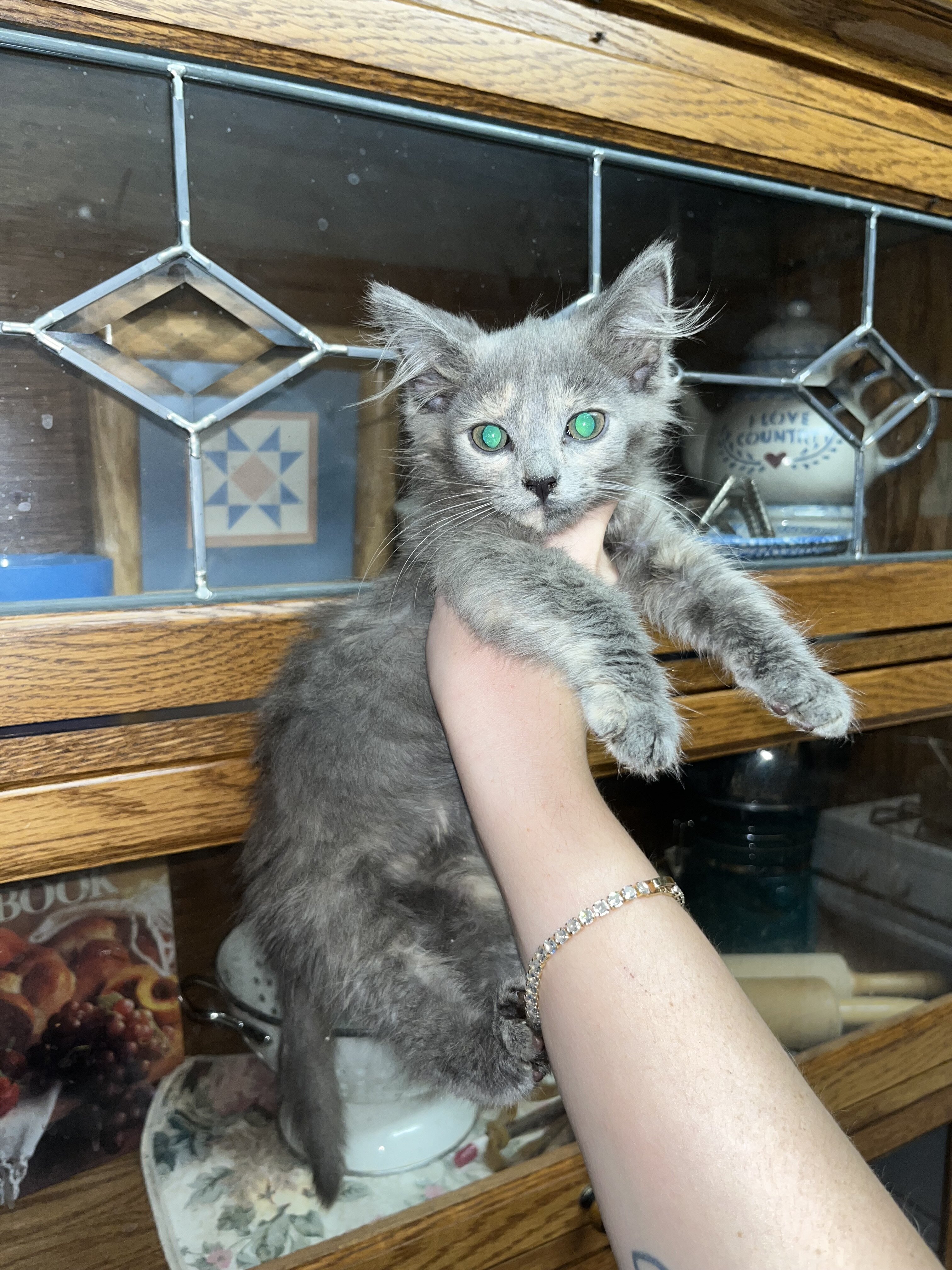 Maine Coon kittens image 1