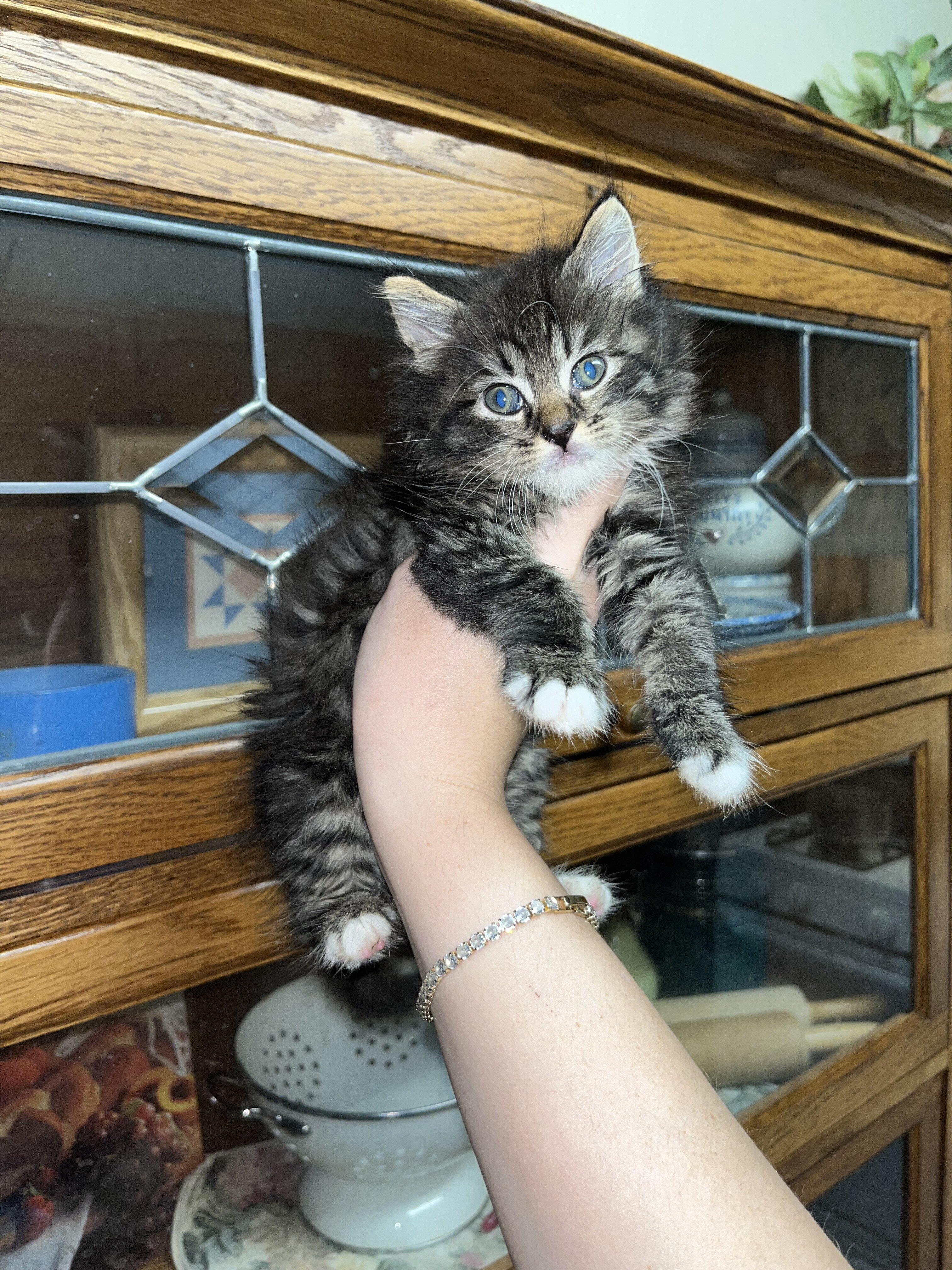 Maine Coon kittens image 2