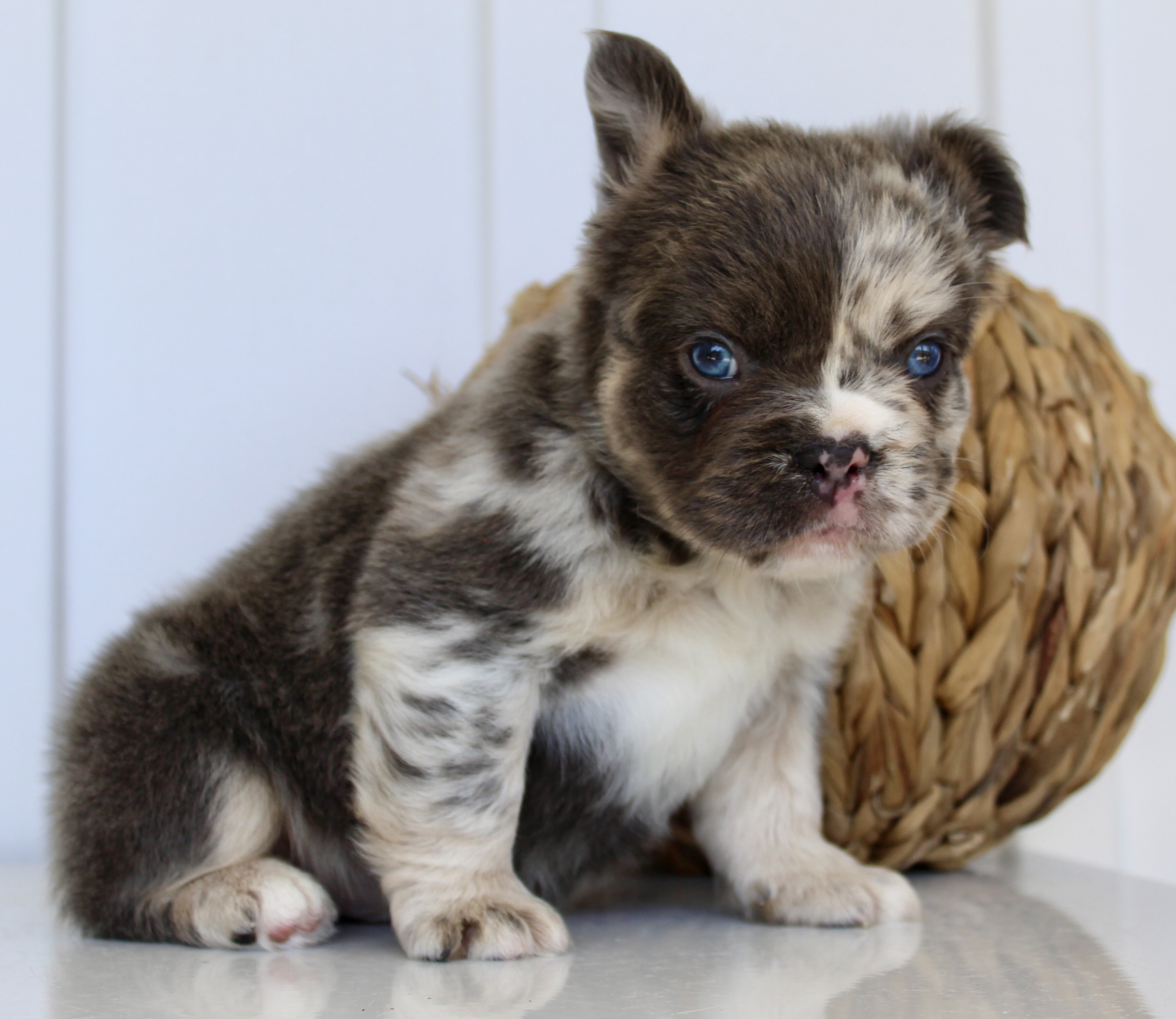 Dakota Male AKC Fluffy French Bulldog image 3