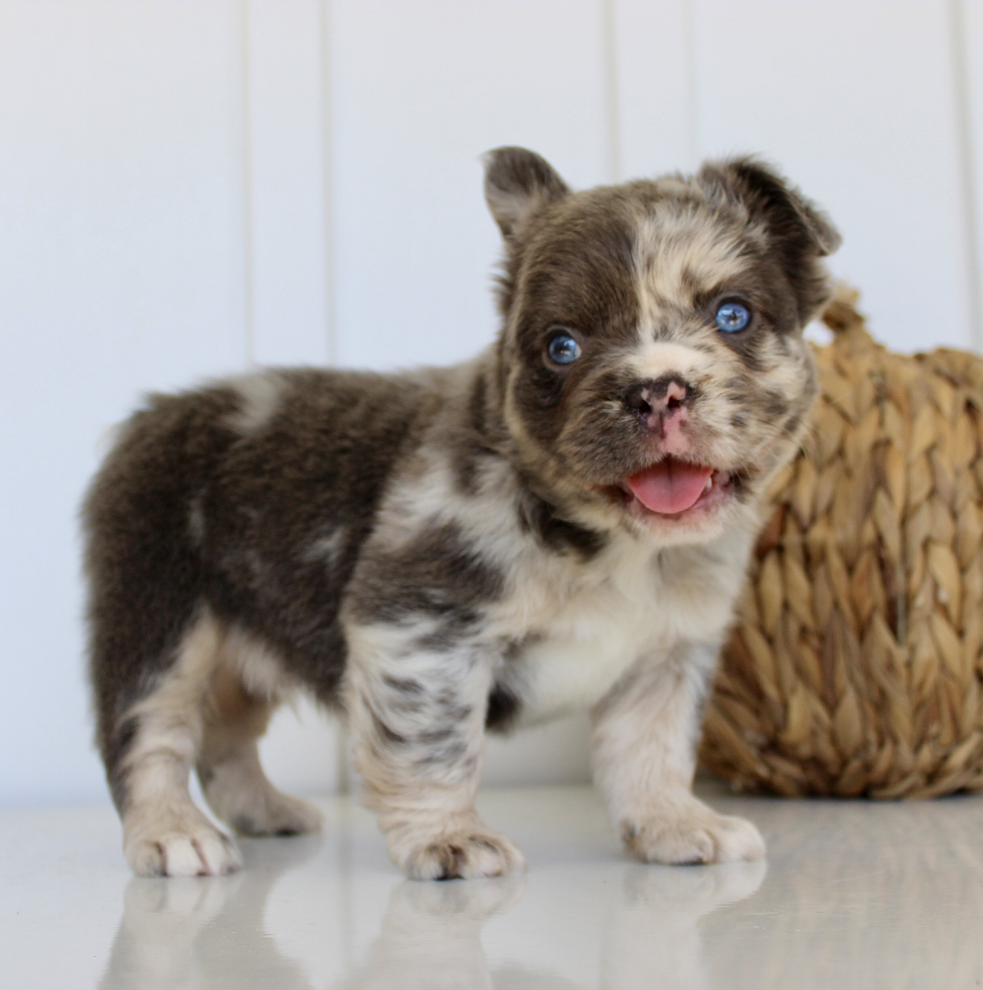Dakota Male AKC Fluffy French Bulldog image 6