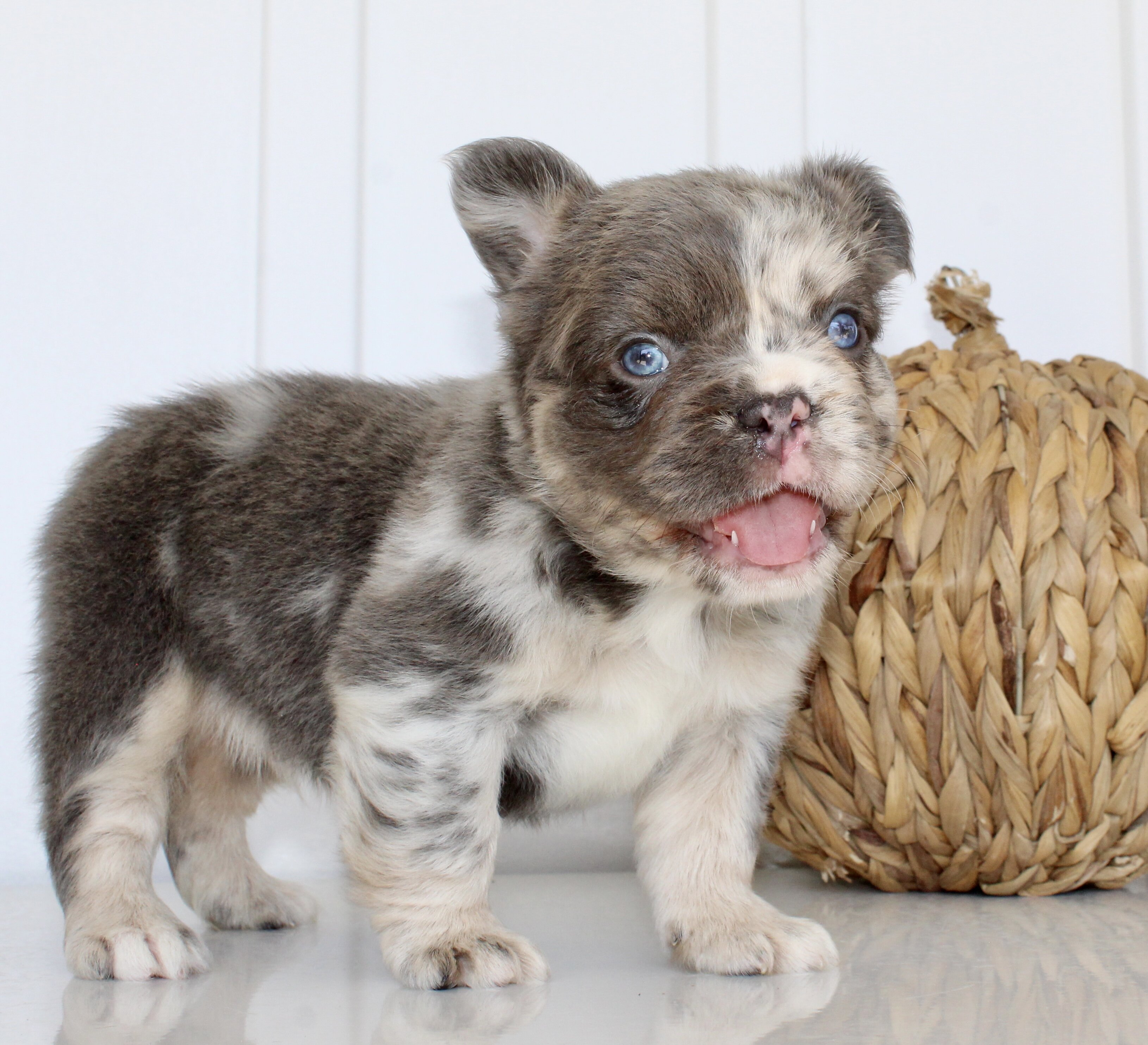 Dakota Male AKC Fluffy French Bulldog image 7