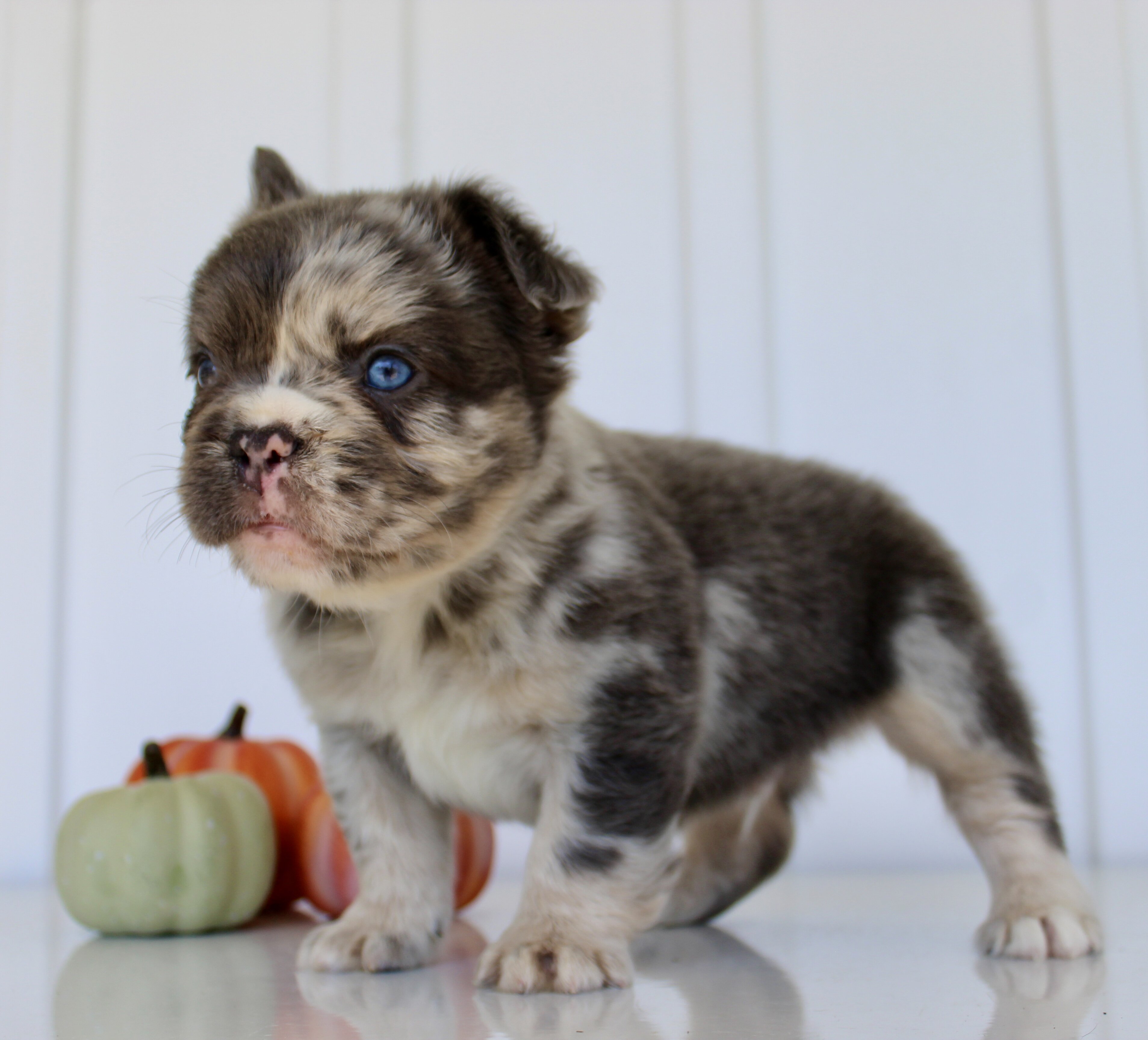 Dakota Male AKC Fluffy French Bulldog image 2