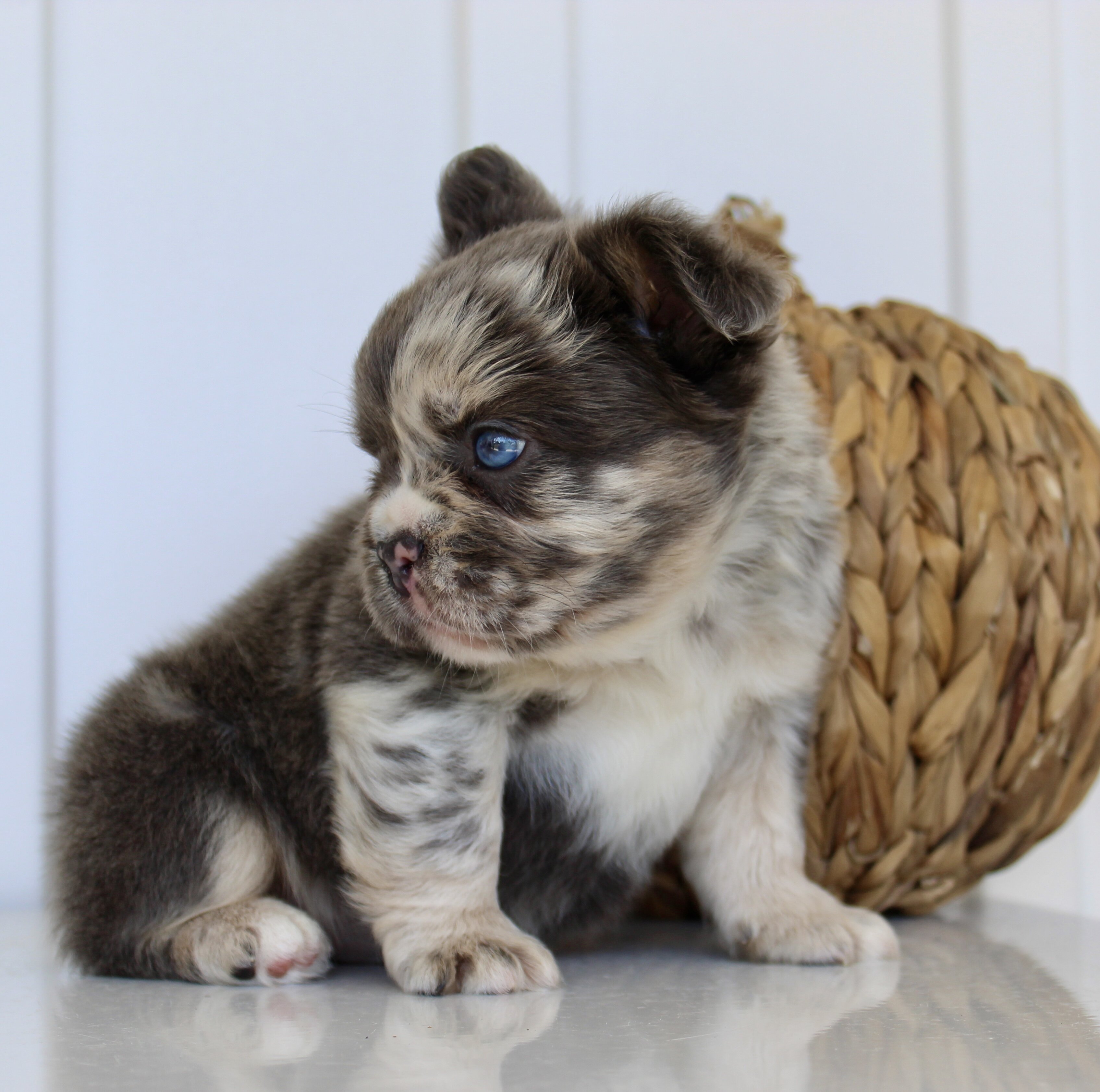 Dakota Male AKC Fluffy French Bulldog image 4