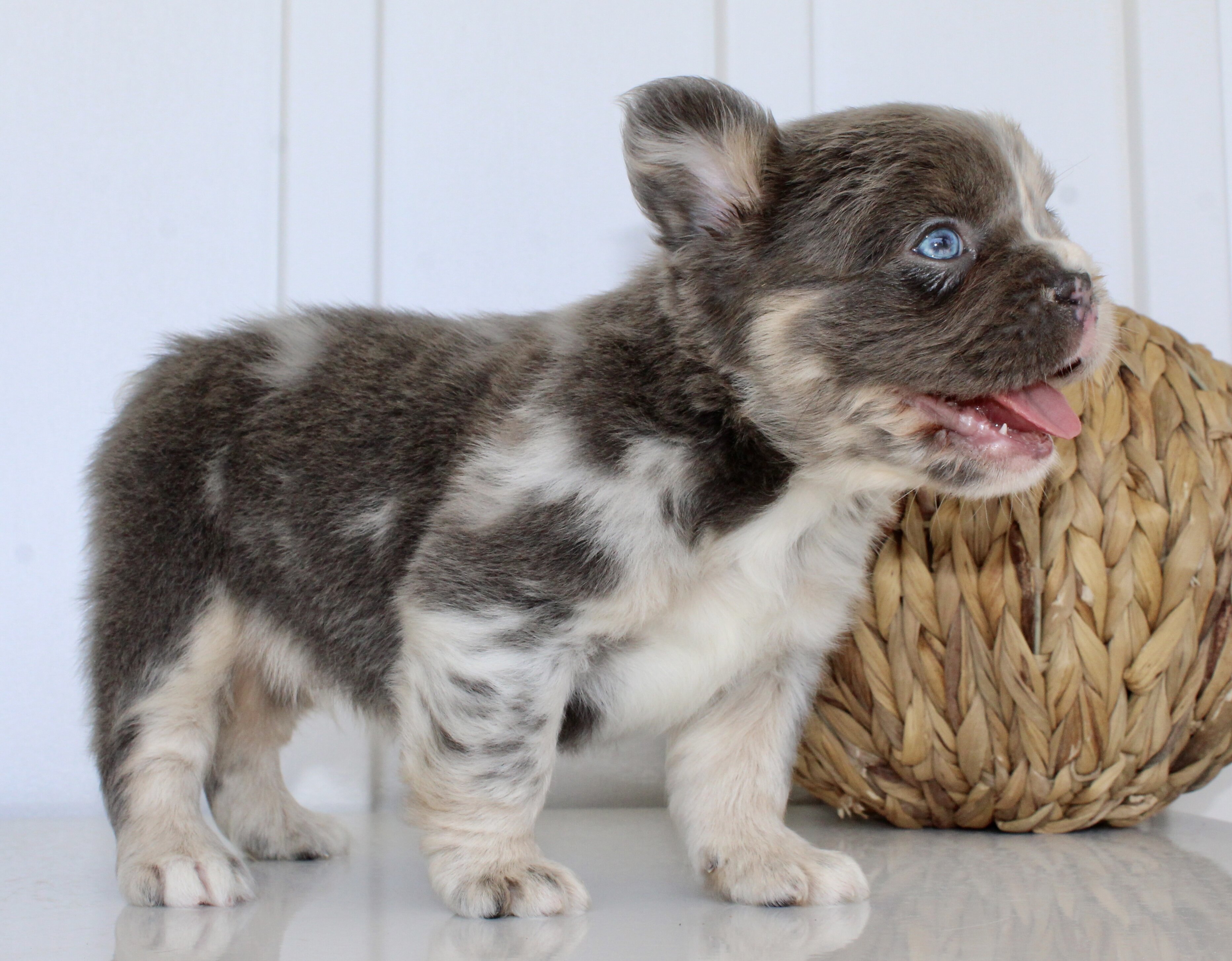 Dakota Male AKC Fluffy French Bulldog image 5
